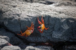 Foto de caranguejos vermelhos nas pedras