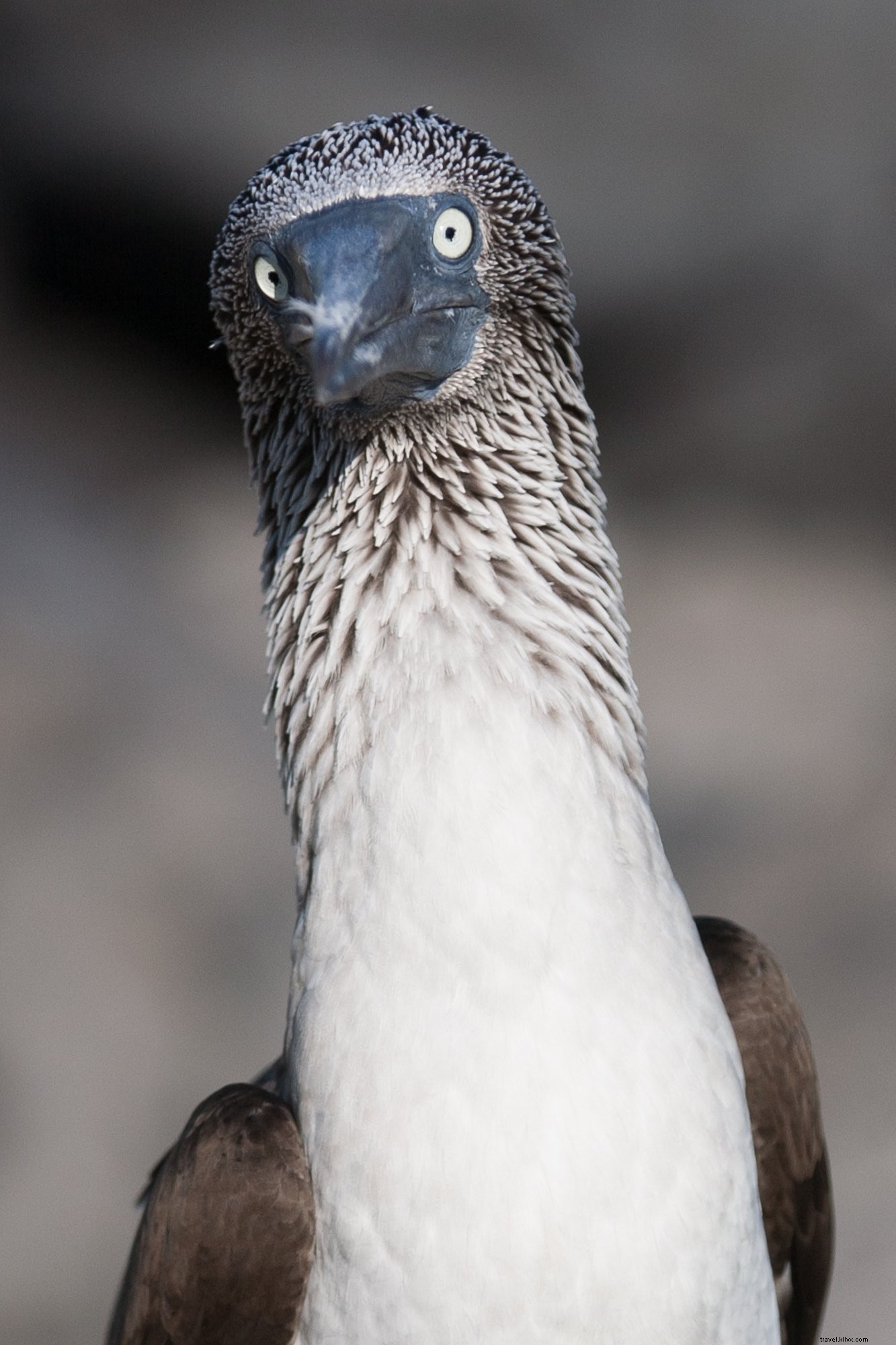 Photo de visage de fou à pieds bleus