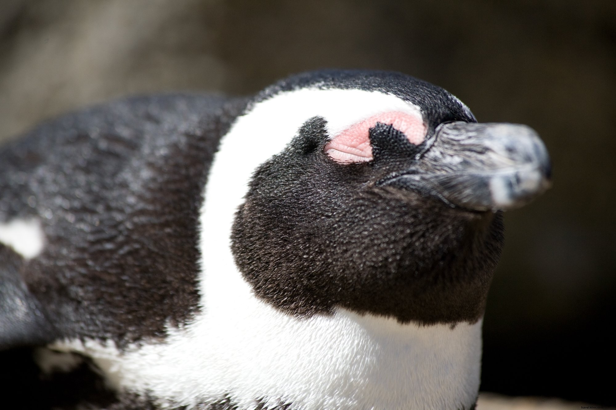 Foto de close up de pinguim africano