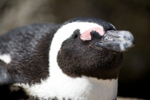 Foto de primer plano de pingüino africano