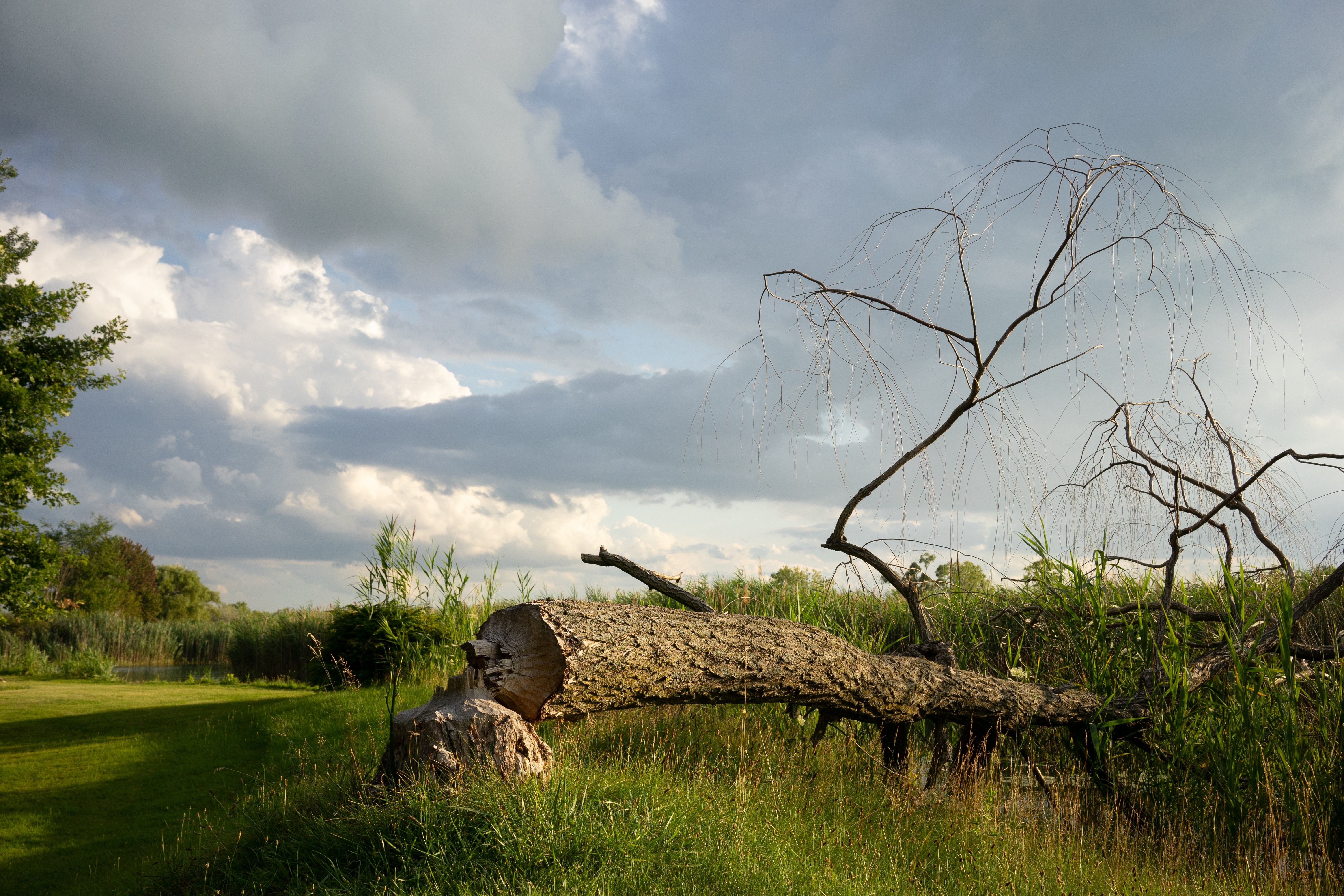 Uma árvore caída fica embaixo de um céu nublado. Foto