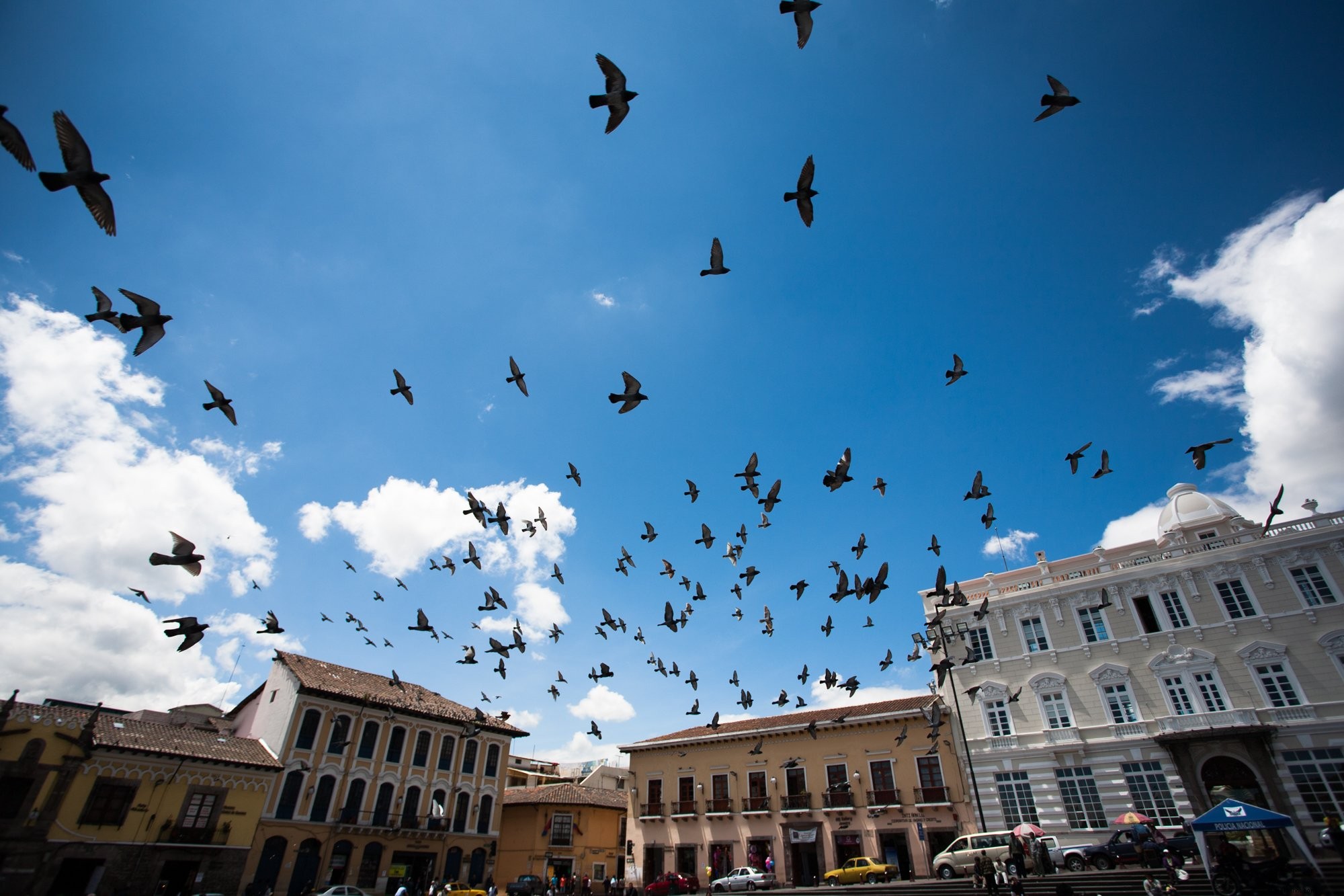 Foto de pájaros volando sobre el centro urbano