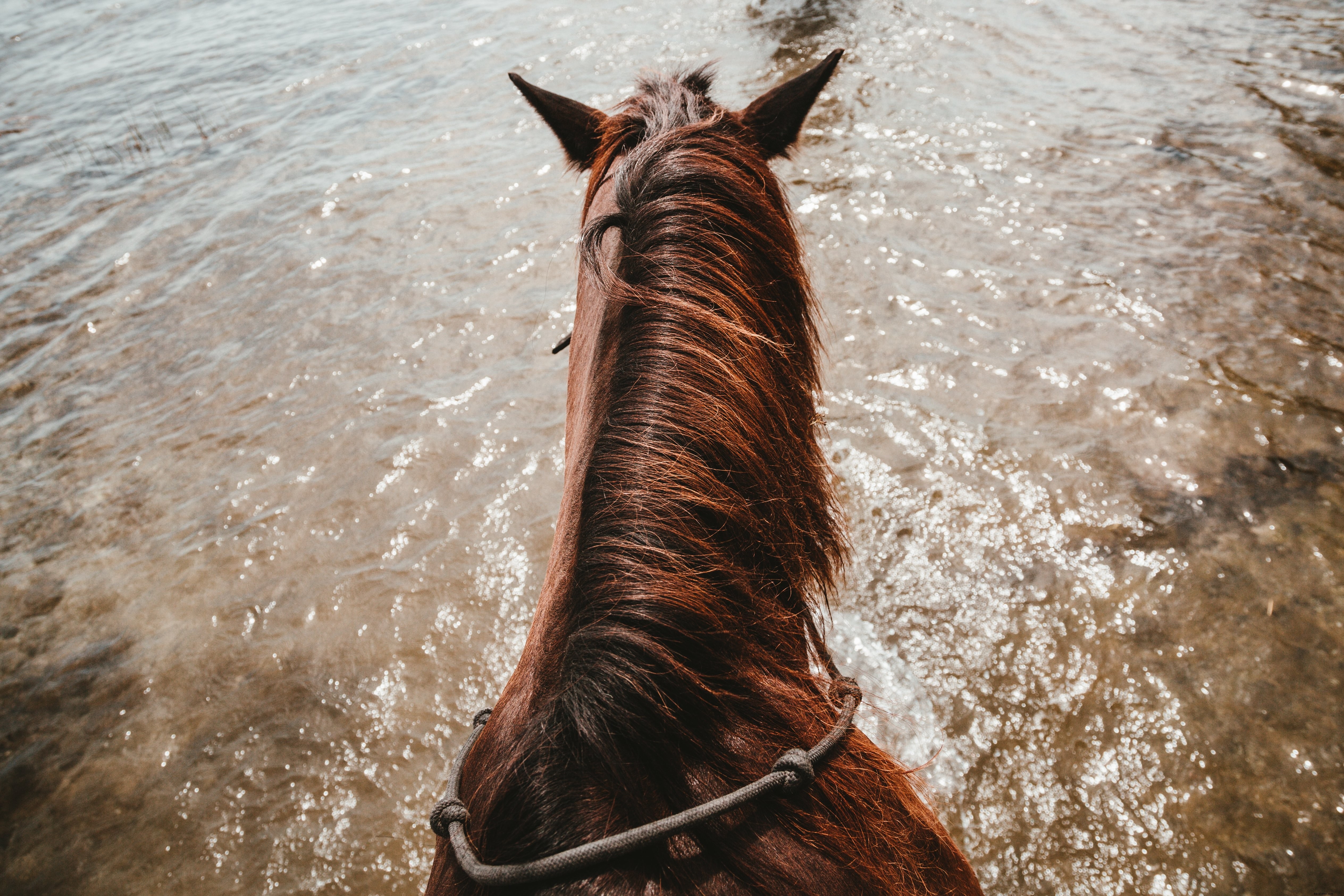 Foto de cavalgada