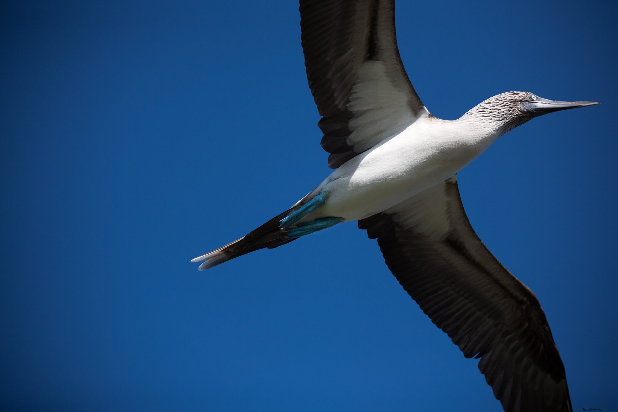 Photo de fou à pattes bleues volant