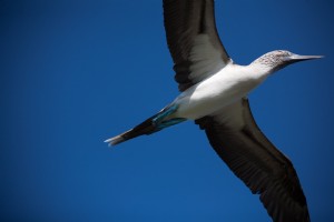 Foto de piquero de patas azules voladoras