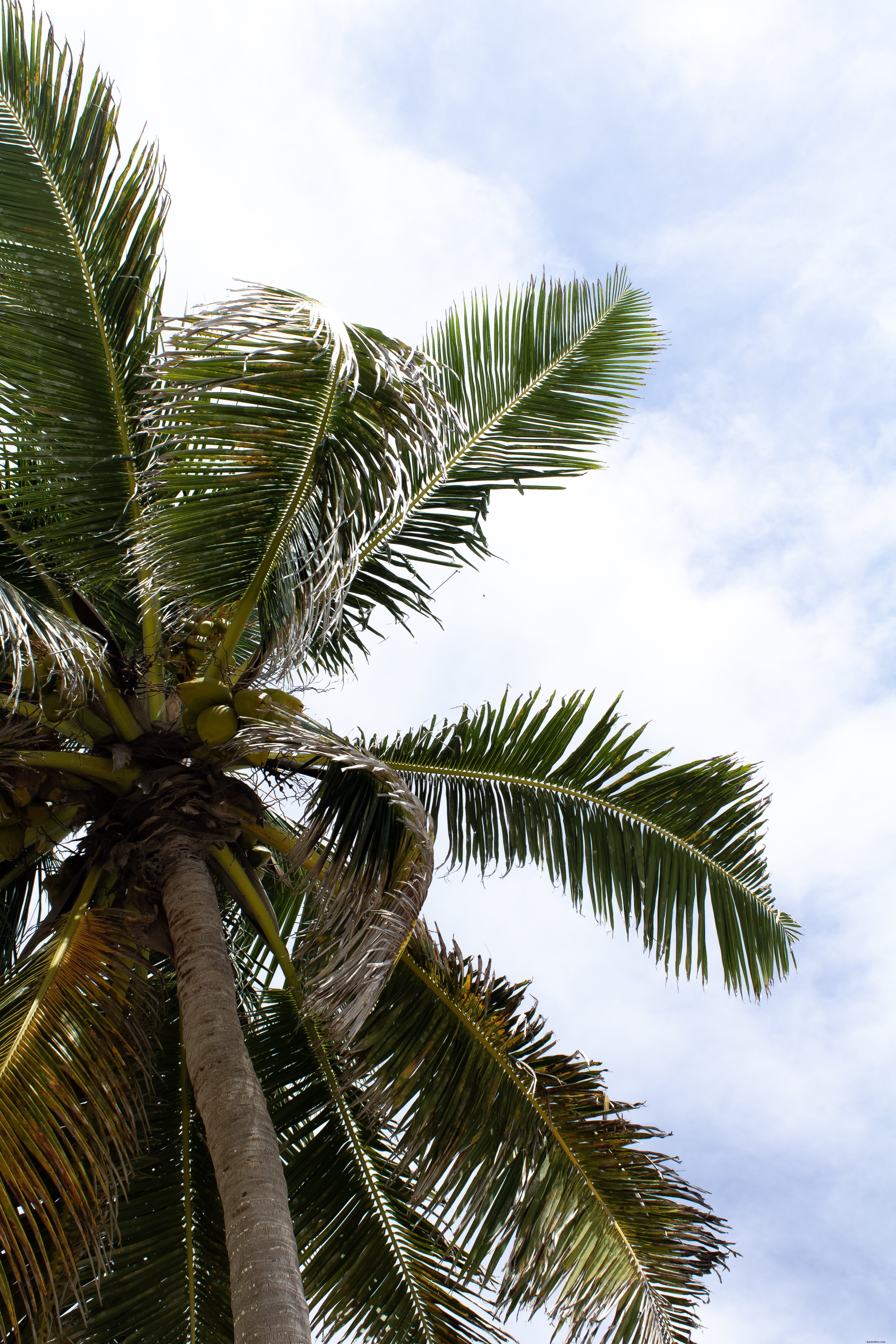 Foto da vista através da palmeira para o céu nublado