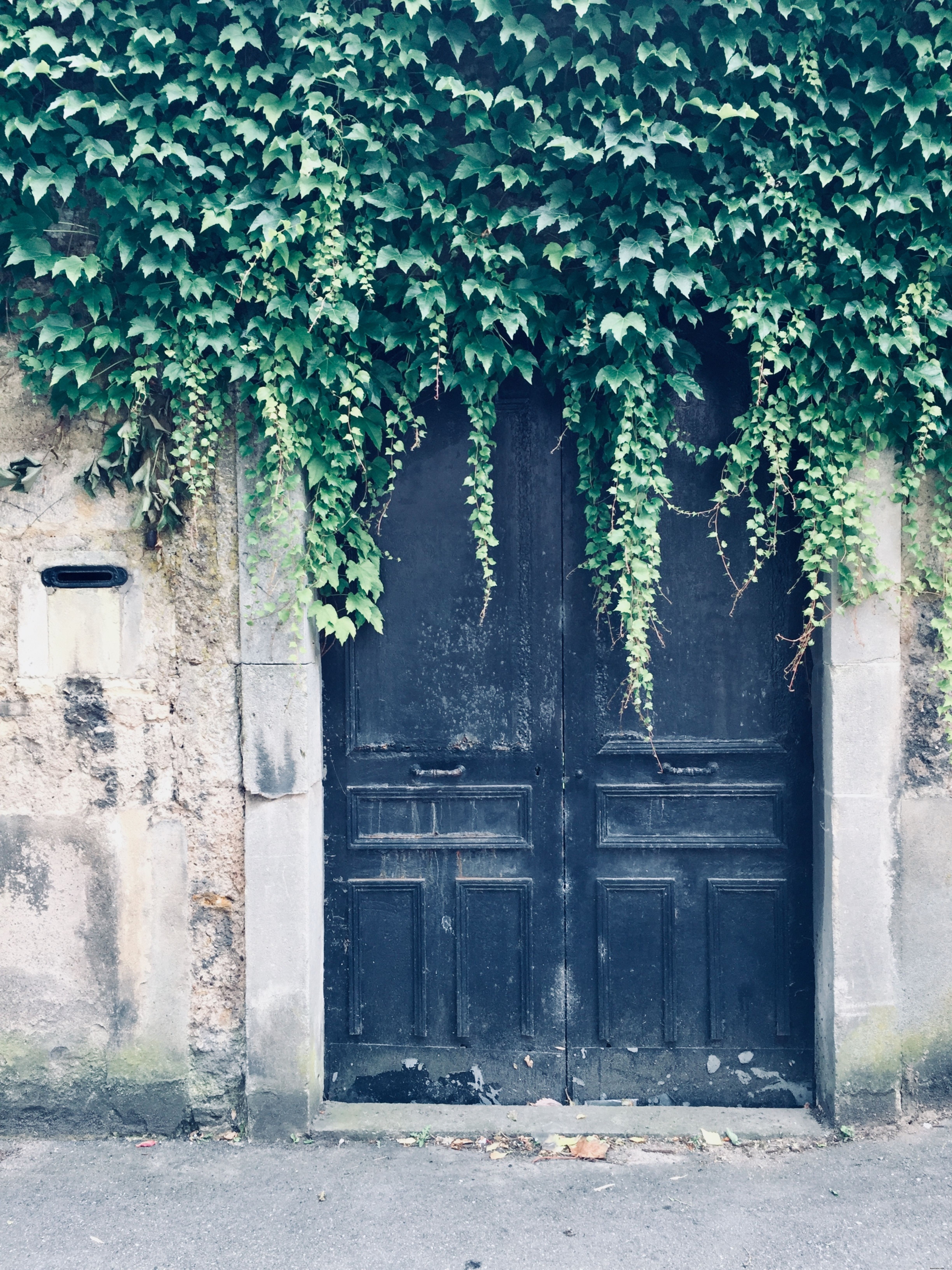 Les vignes envahissent le vieillissement de la photo des portes noires