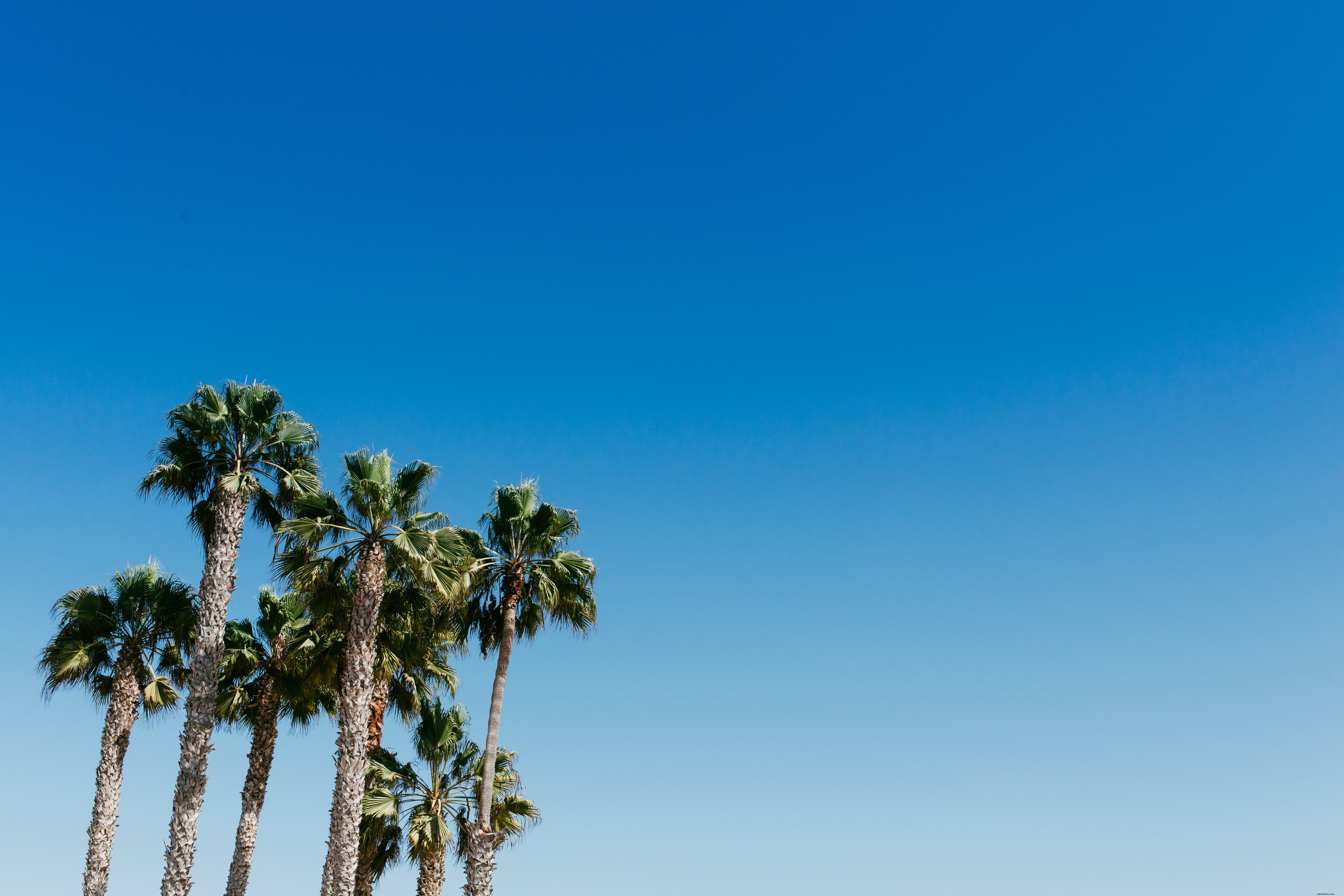 Palme sotto il cielo azzurro chiaro foto