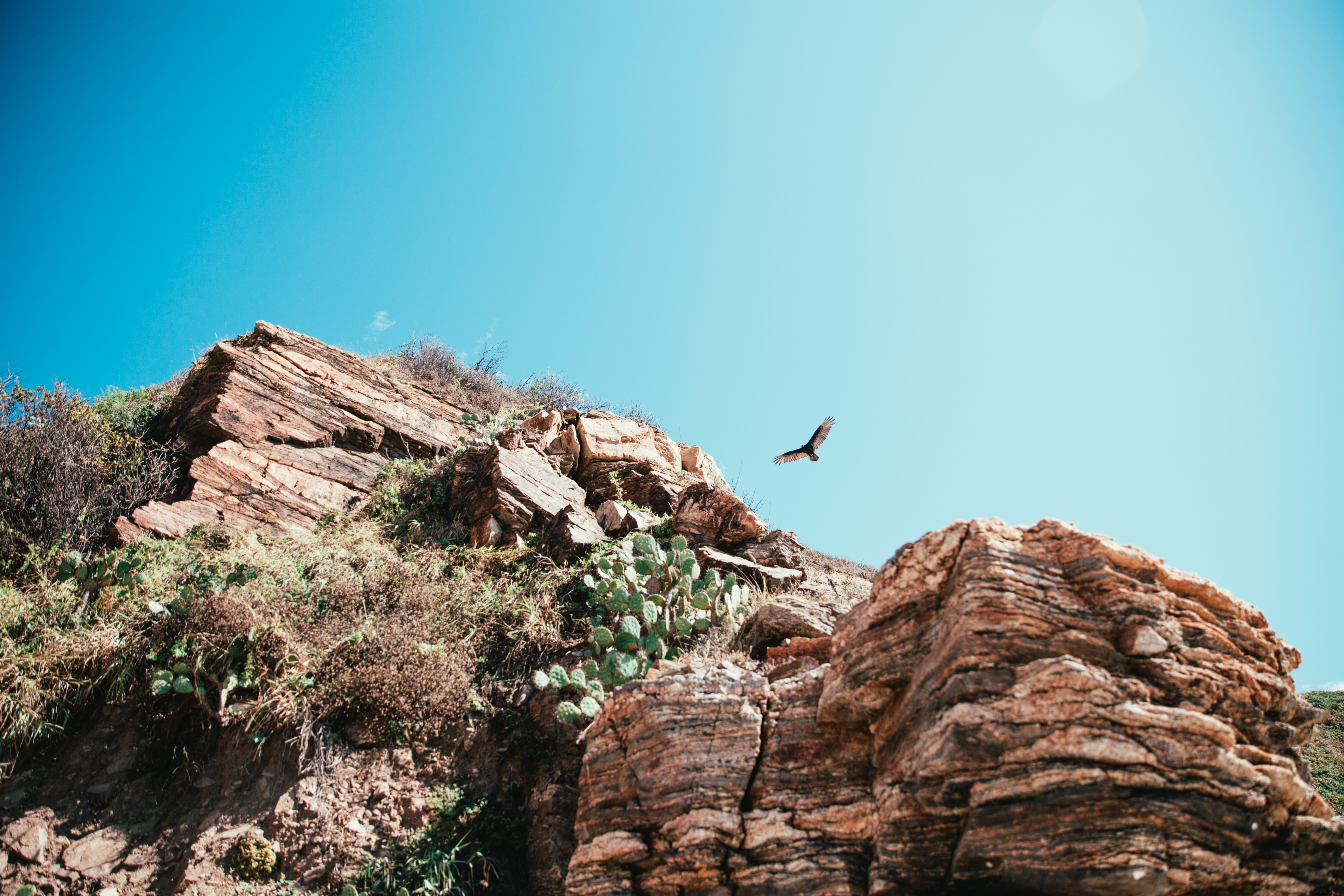 Foto de caza de halcones sobre un acantilado del desierto