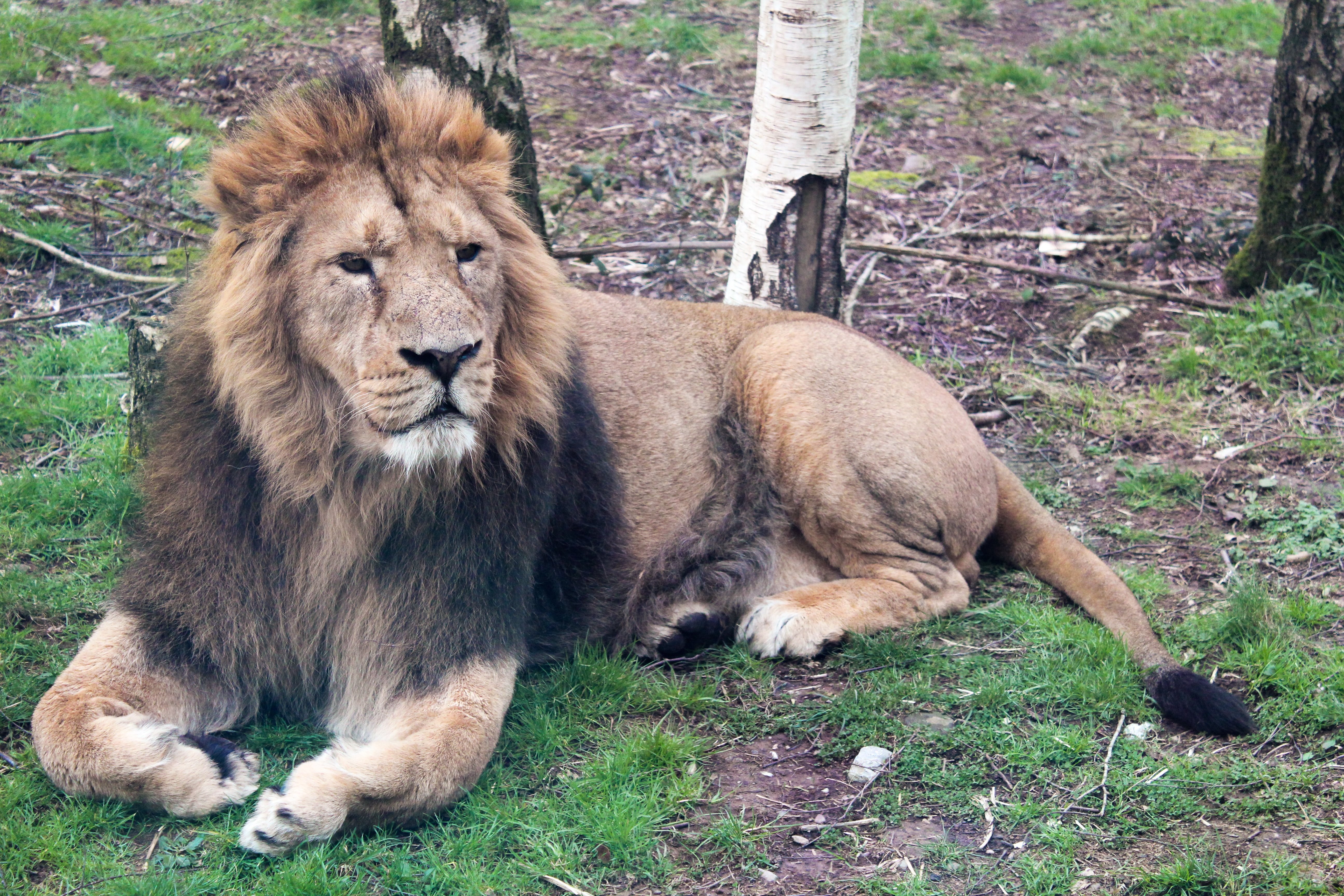 Une photo de salons de lion