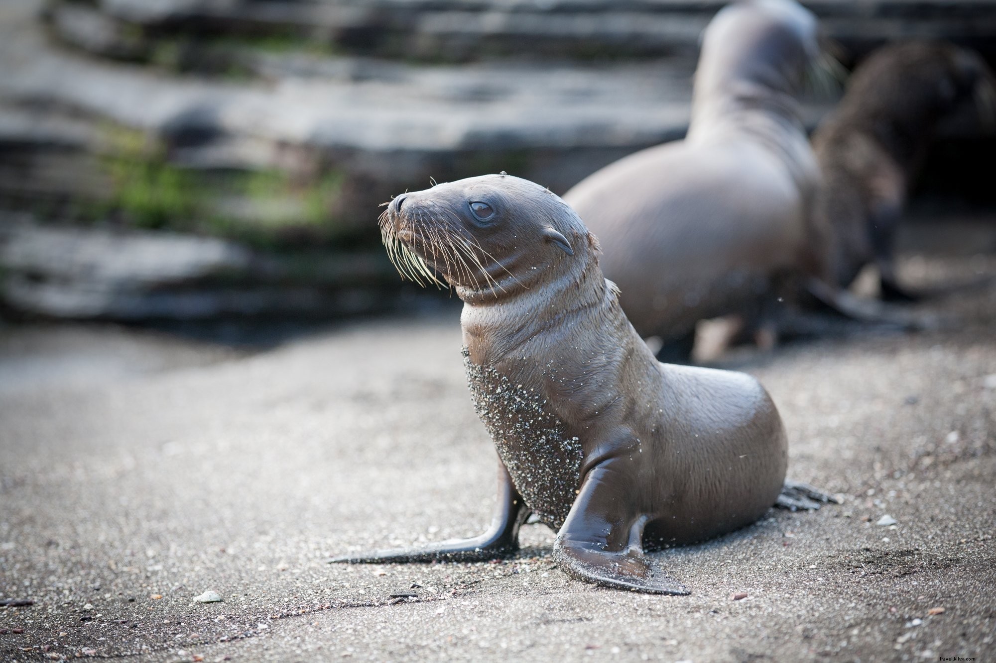 Foto de pequeño león marino en la playa