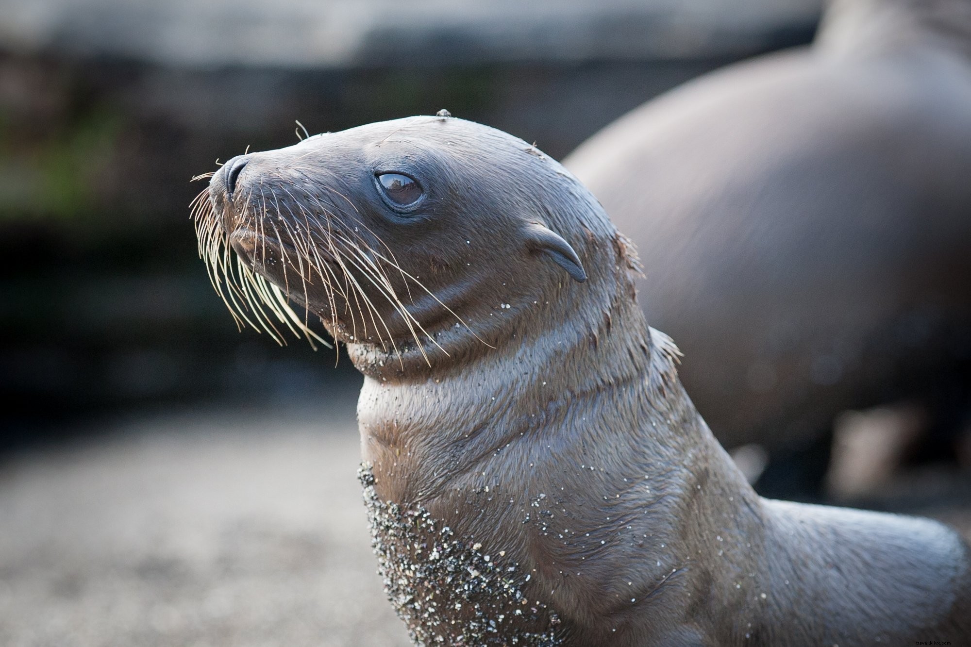 Foto del pequeño león marino