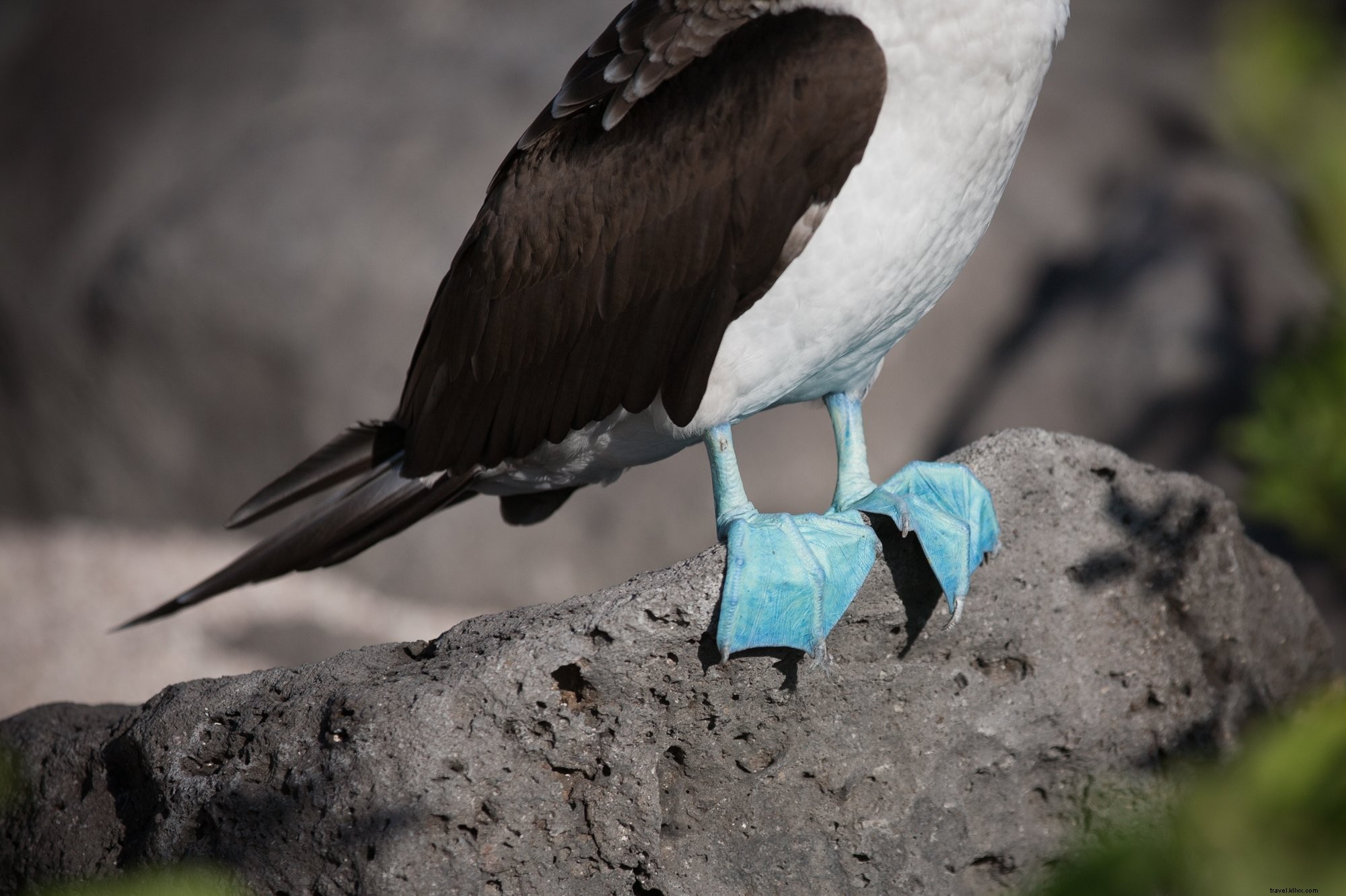 Foto de pies de piquero de patas azules