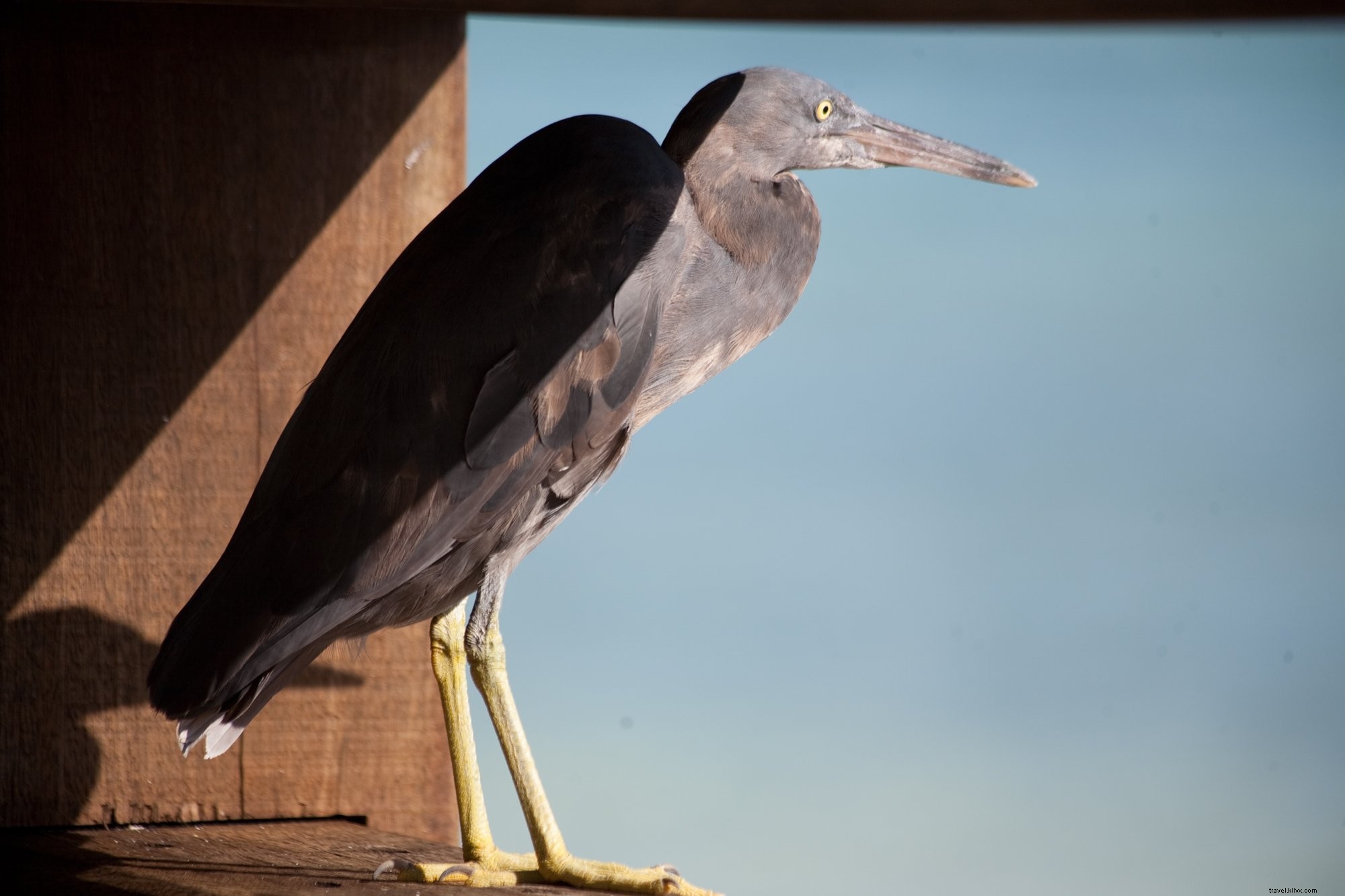 Foto de aves marinas de la garza del arrecife del Pacífico