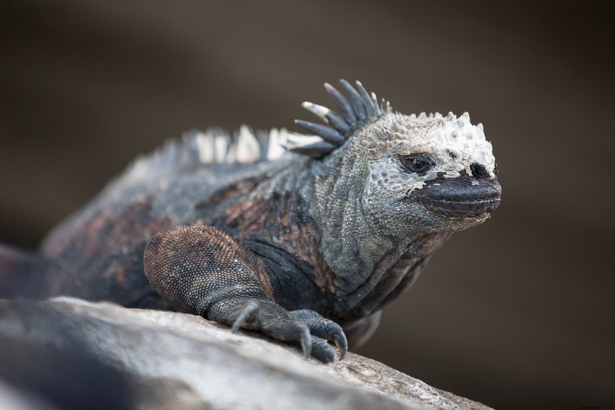 Foto da iguana marinha