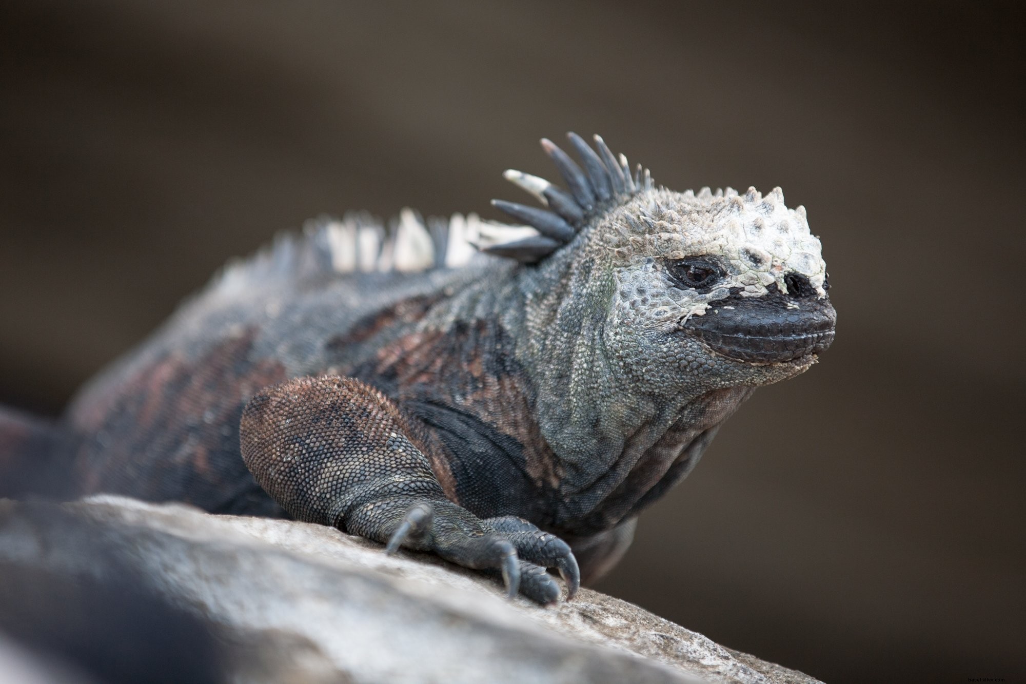 Foto Iguana Laut