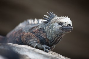 Photo d iguane marin