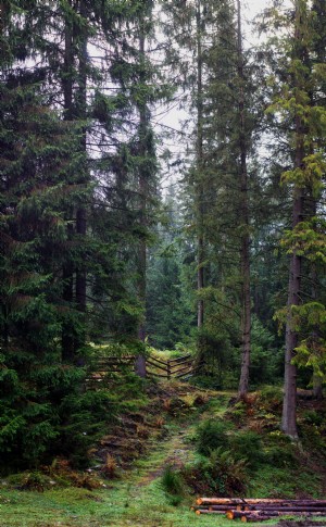 Passeggiata nella foresta battuta foto