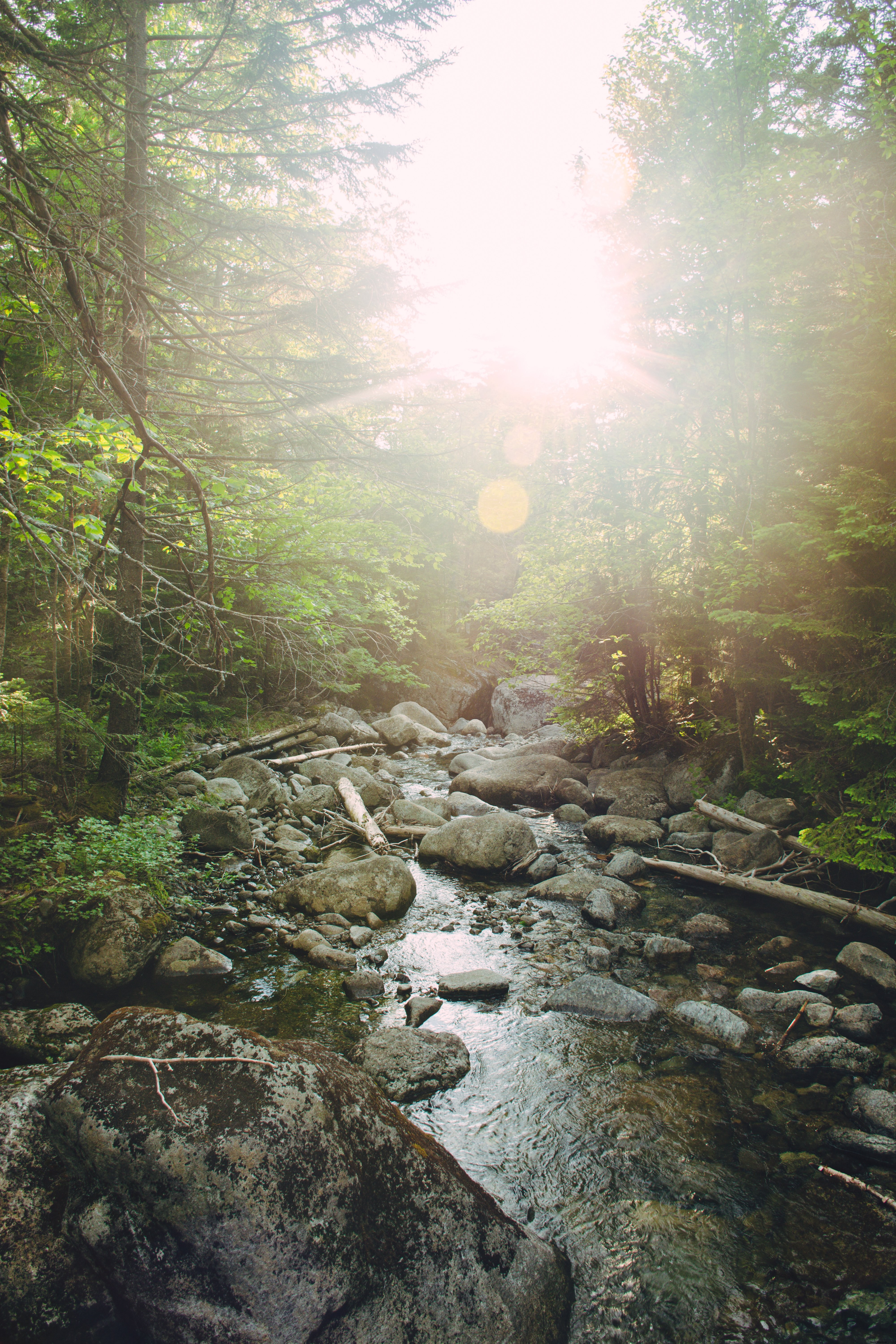 Le soleil à travers les arbres scintille sur la photo de la rivière