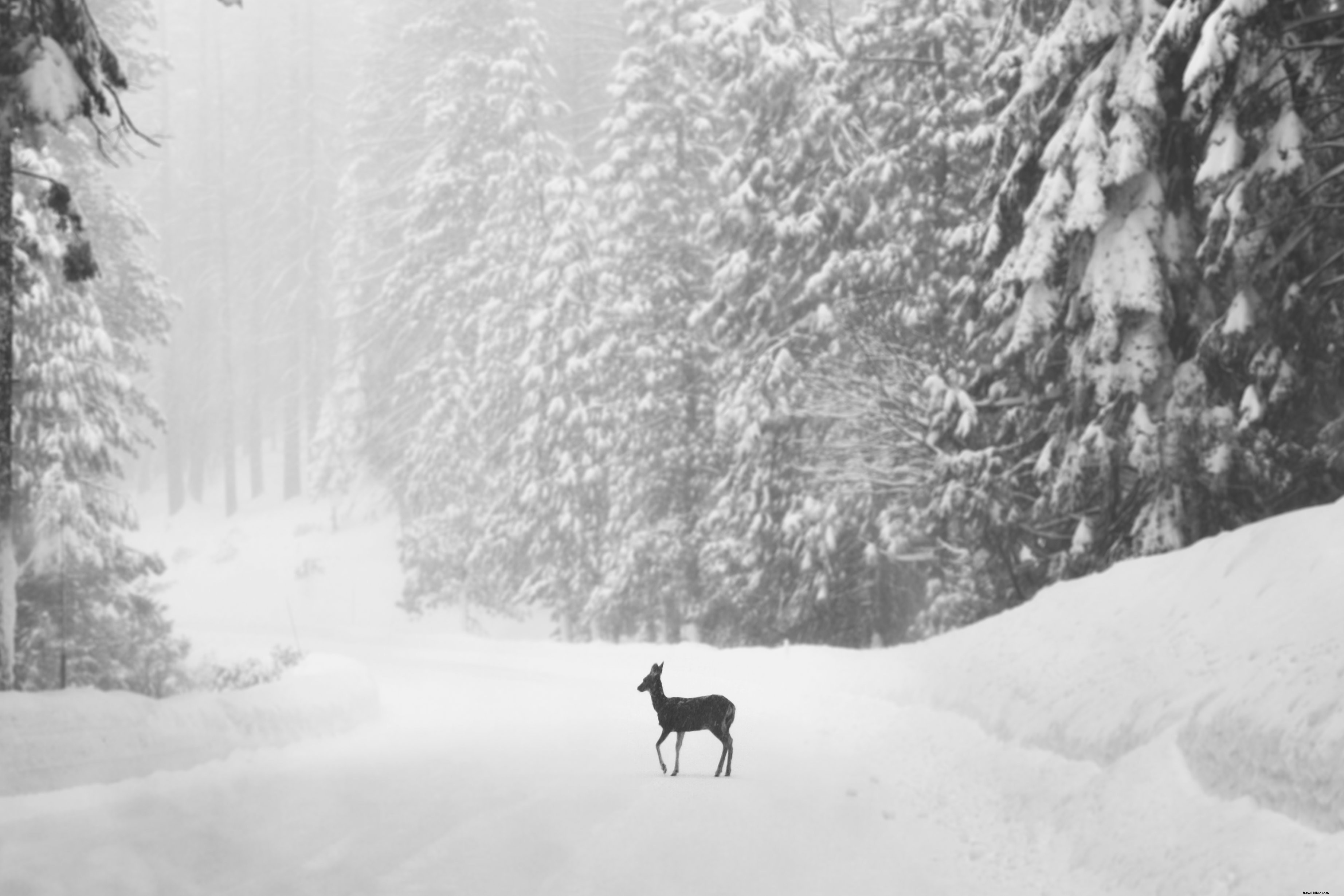Foto de un solo ciervo en una carretera cubierta de nieve