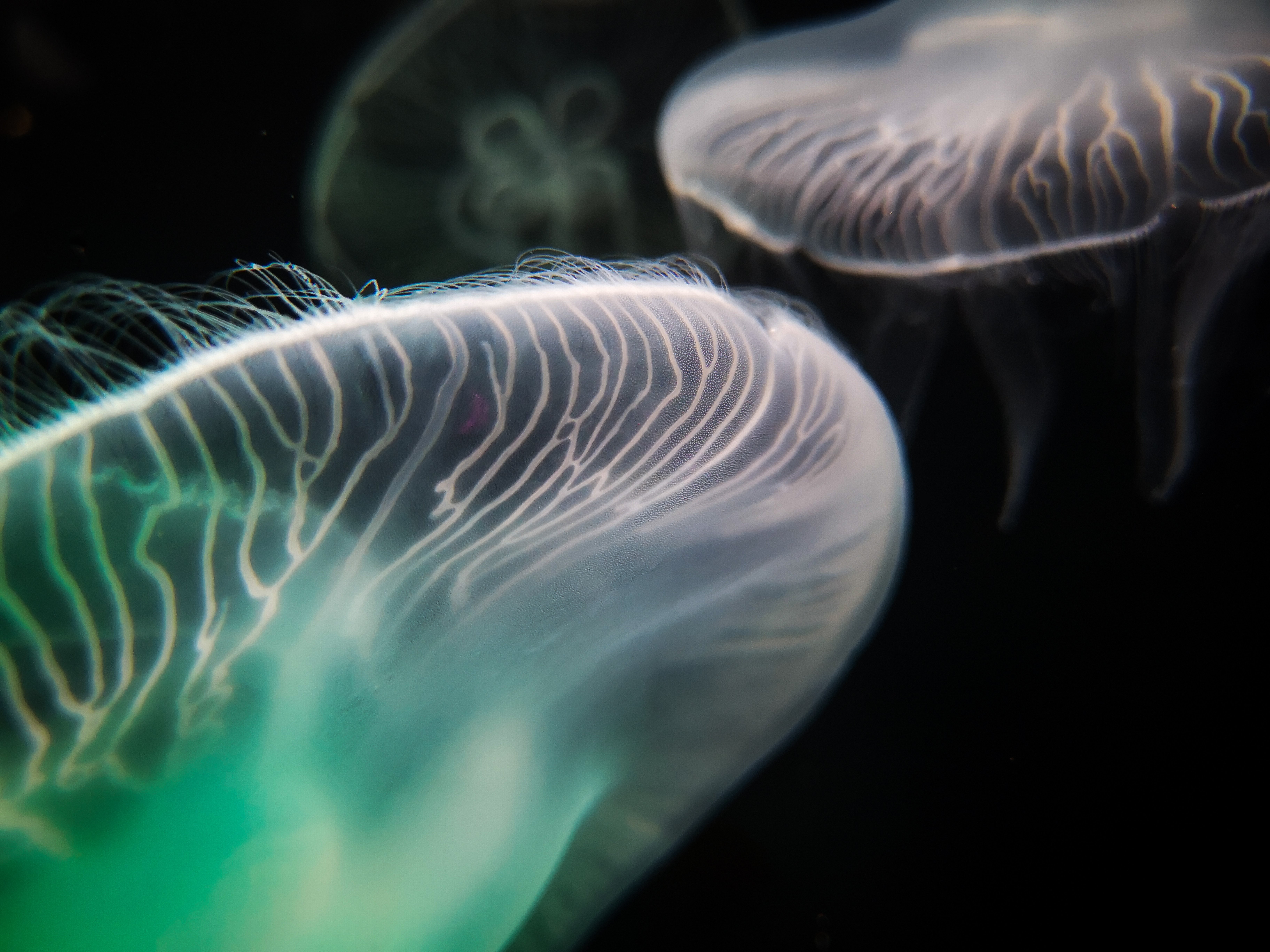 Foto de duas águas-vivas flutuando no escuro
