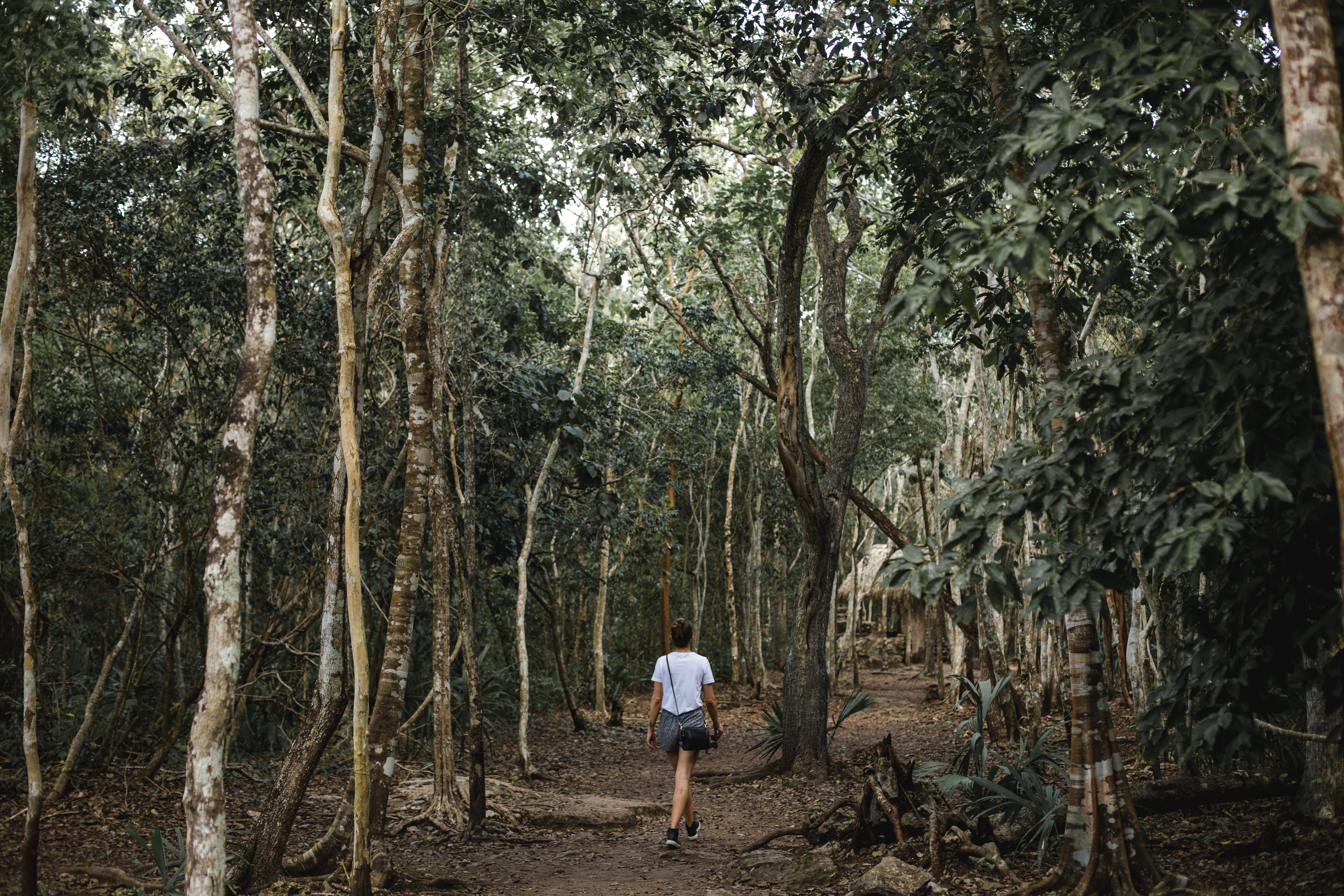 Foto Berjalan Melalui Hutan Meksiko