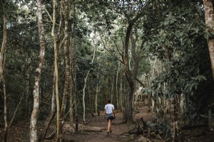 メキシコのジャングルの写真を歩く