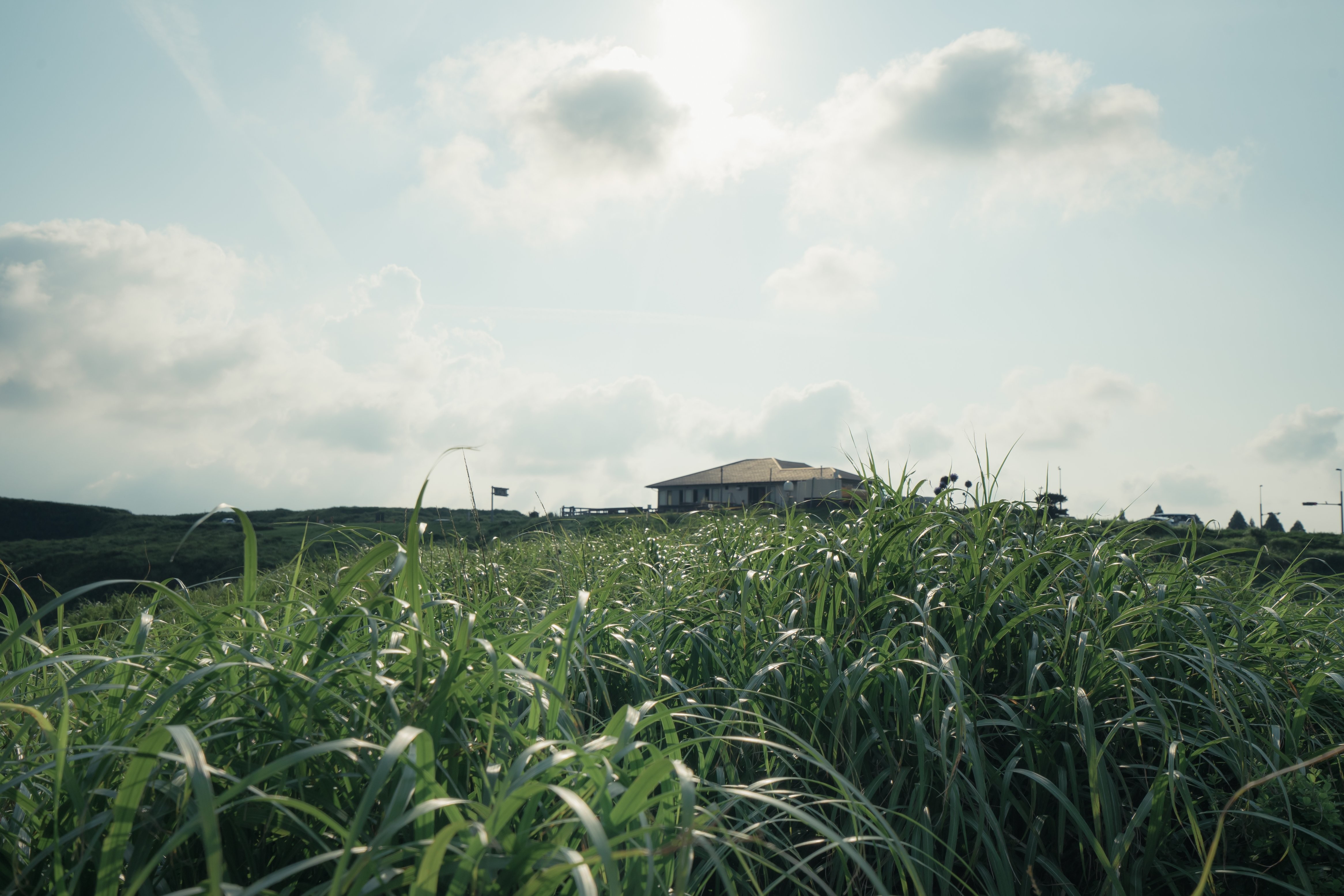 Vue d une maison à travers l herbe Photo