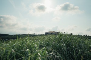 Foto Pemandangan Rumah Melalui Rumput