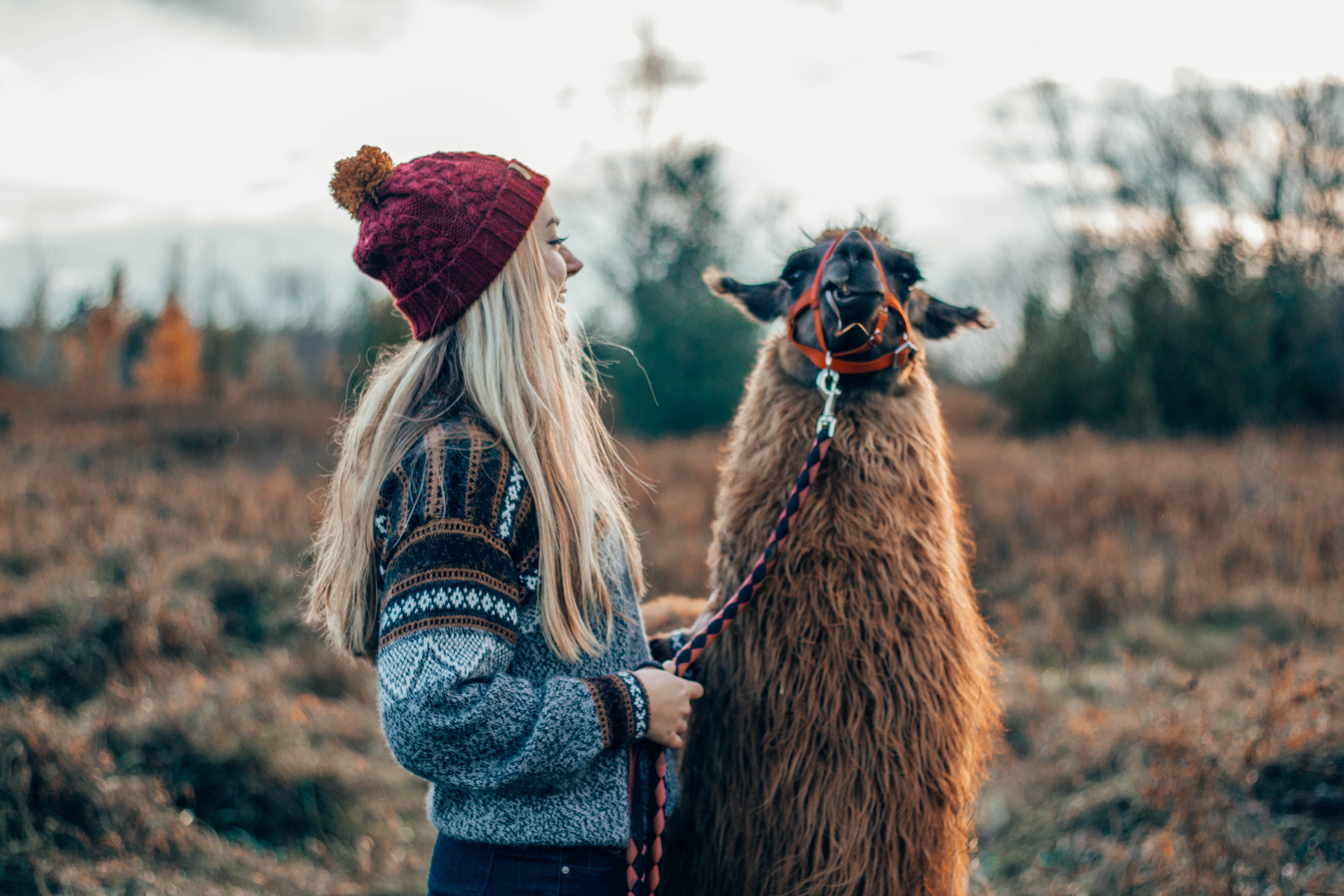 Mujer, mascotas, peludo, llama, foto