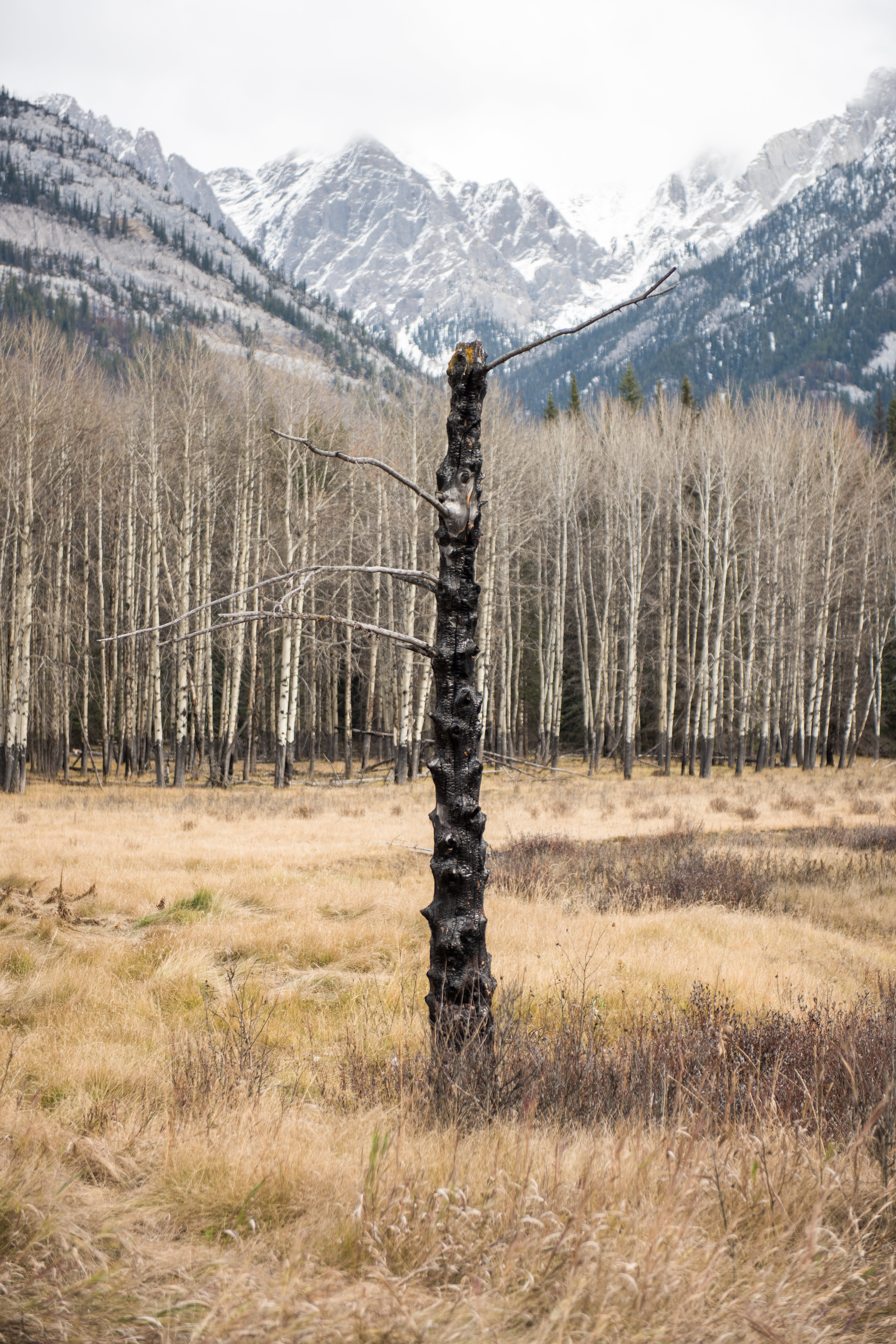 Un fragile abete di fronte a montagne innevate foto