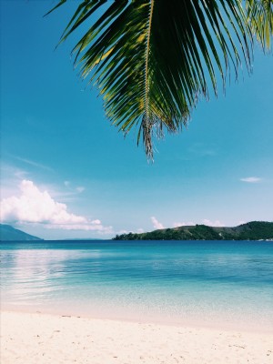 Foto de fronde de palmeira sobre praia deserta