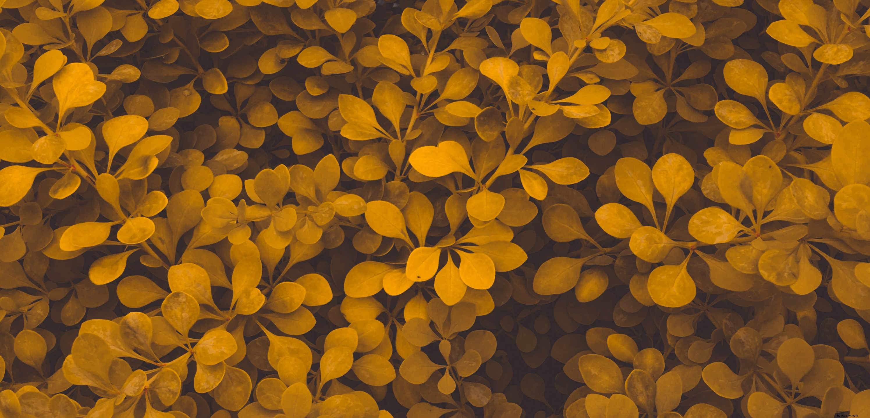 Arancione polveroso e foglie marroni in autunno foto