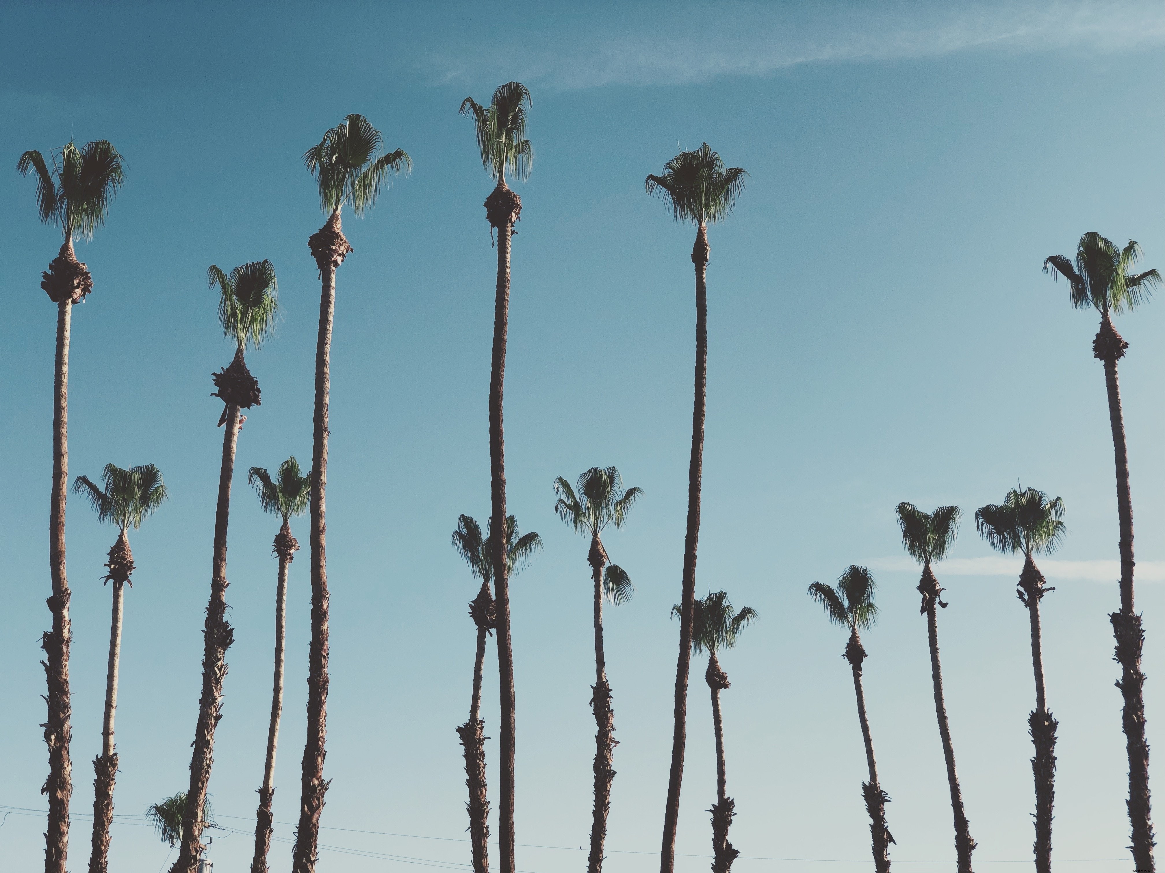Foto de palmeiras altas ao sol