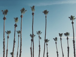Grands palmiers au soleil Photo