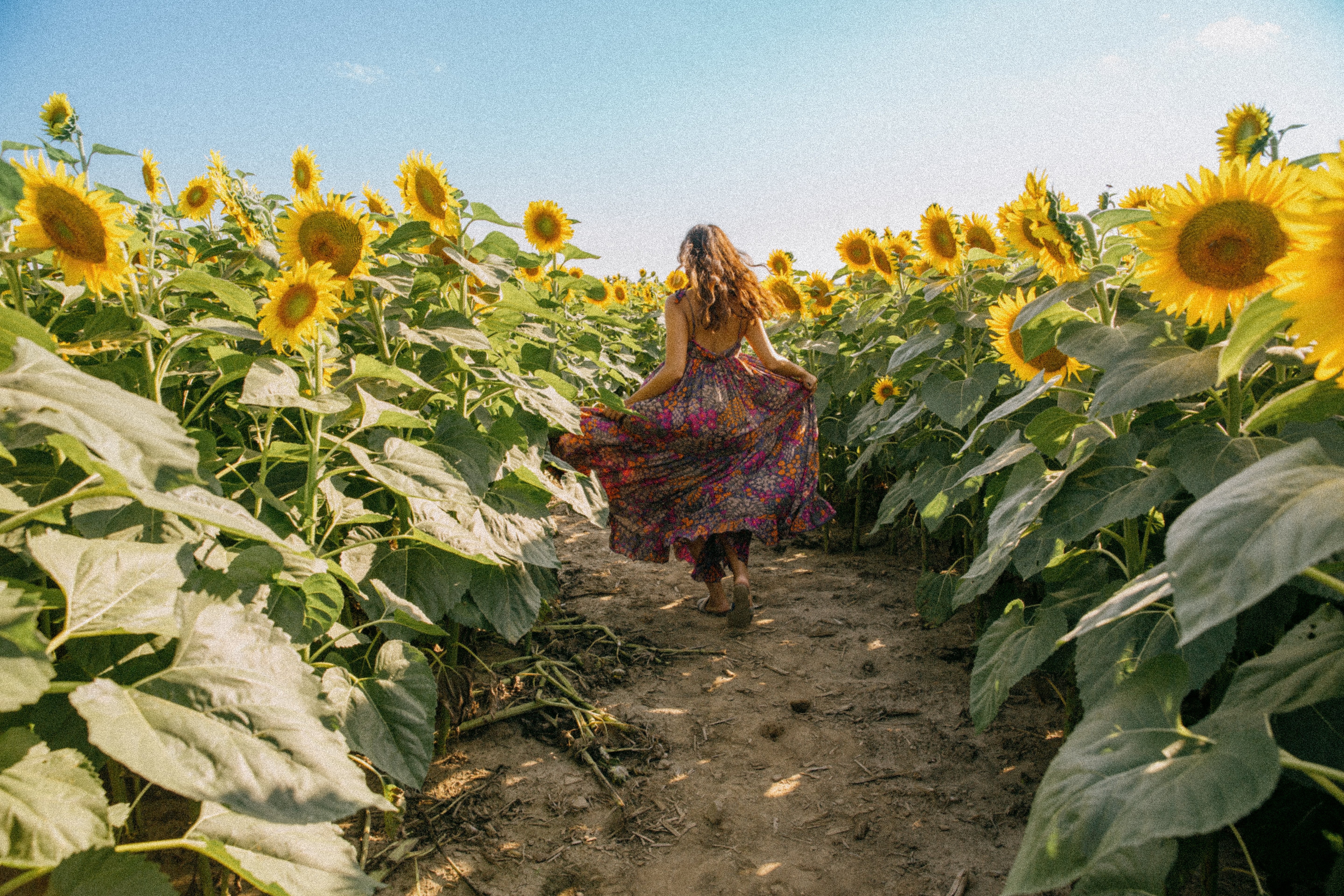 Corriendo a través de un campo de girasoles en un día claro Foto