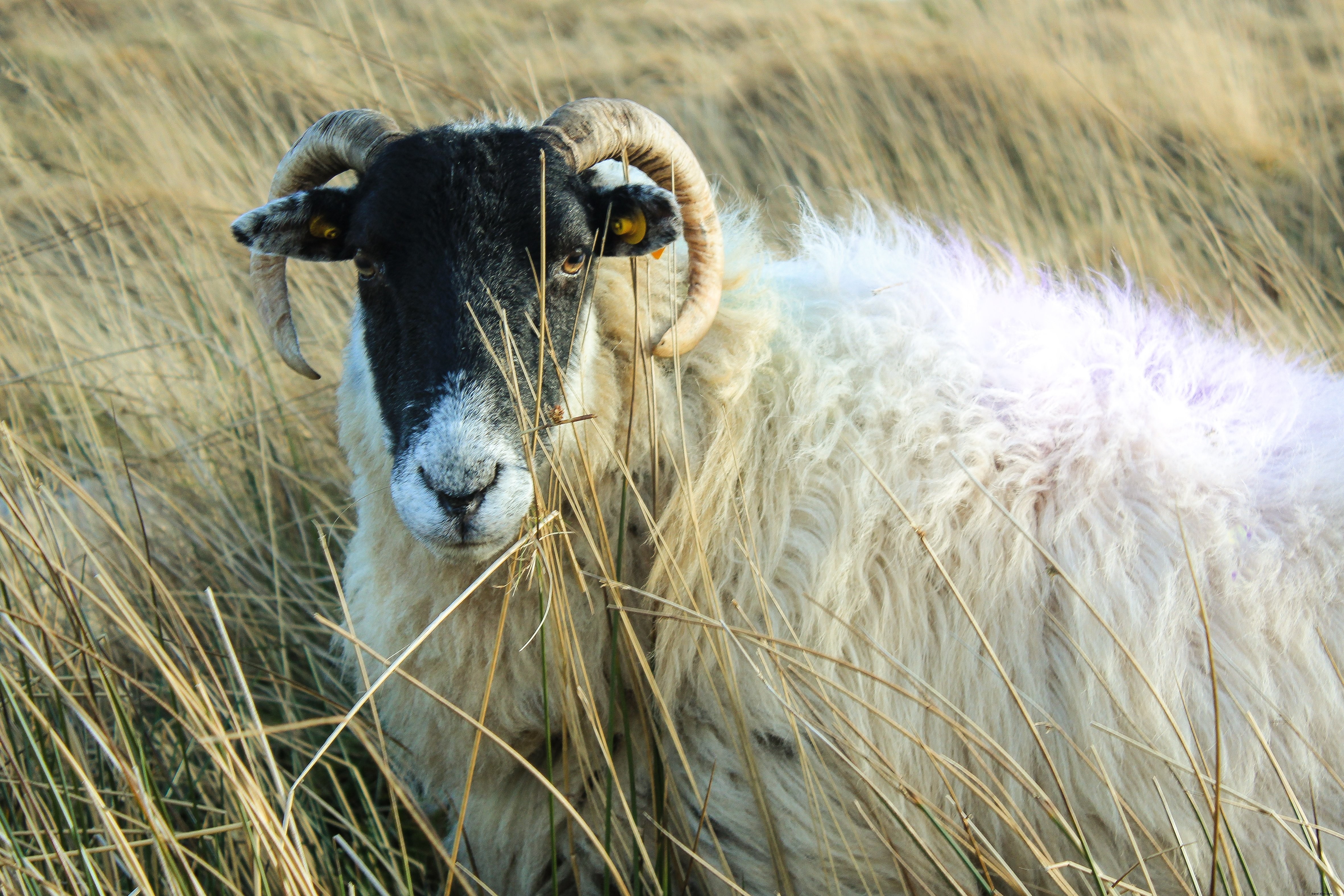 Foto de um carneiro parado em um campo de trigo