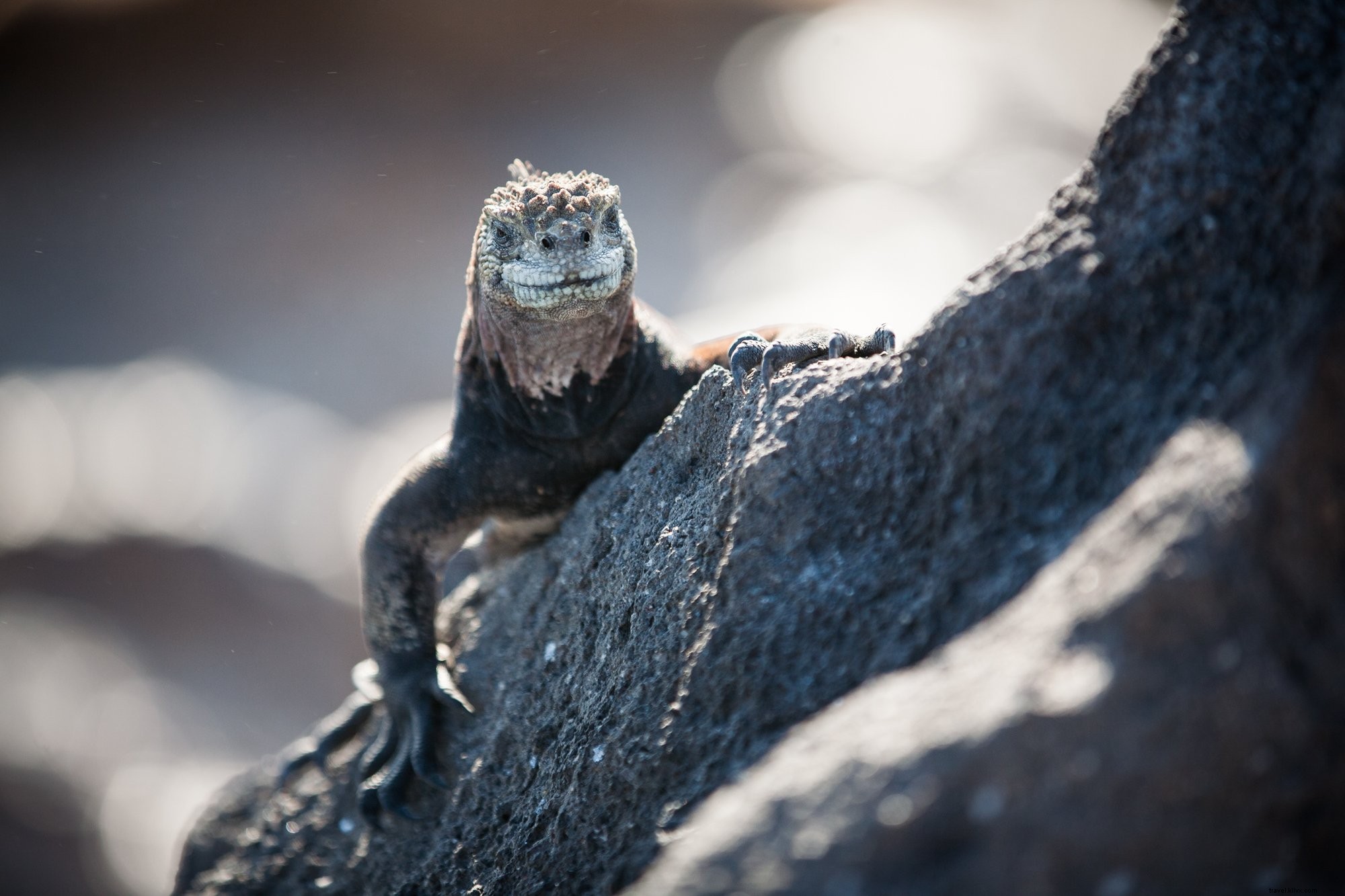 Sonrisa de reptil en la foto de la roca