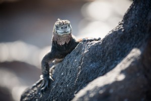 Reptile sourire sur Rock Photo