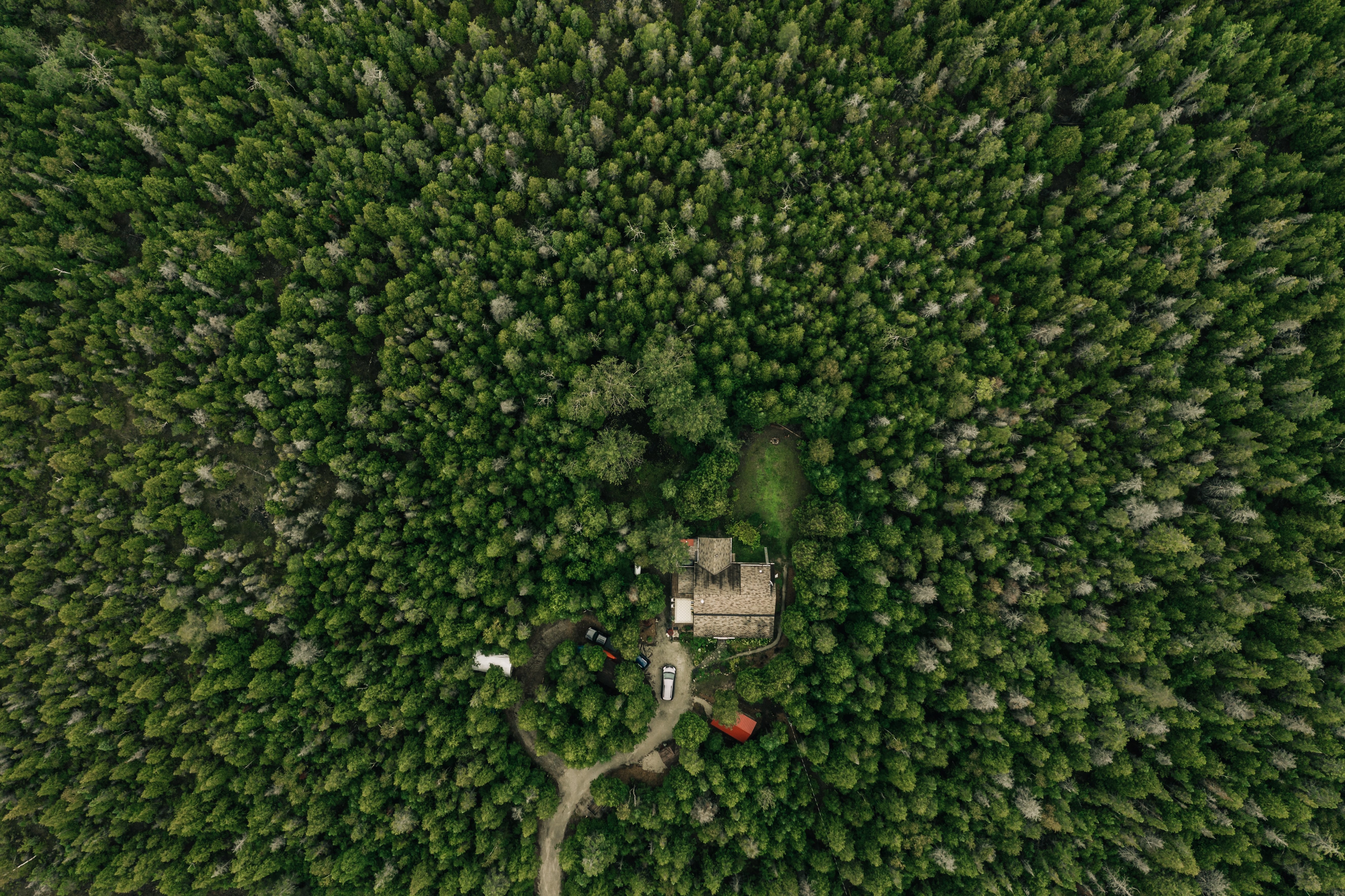 鬱蒼とした森の写真に囲まれた家