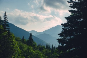 Pohon Pakis Di Bingkai Sinar Matahari Foto Pegunungan Jauh