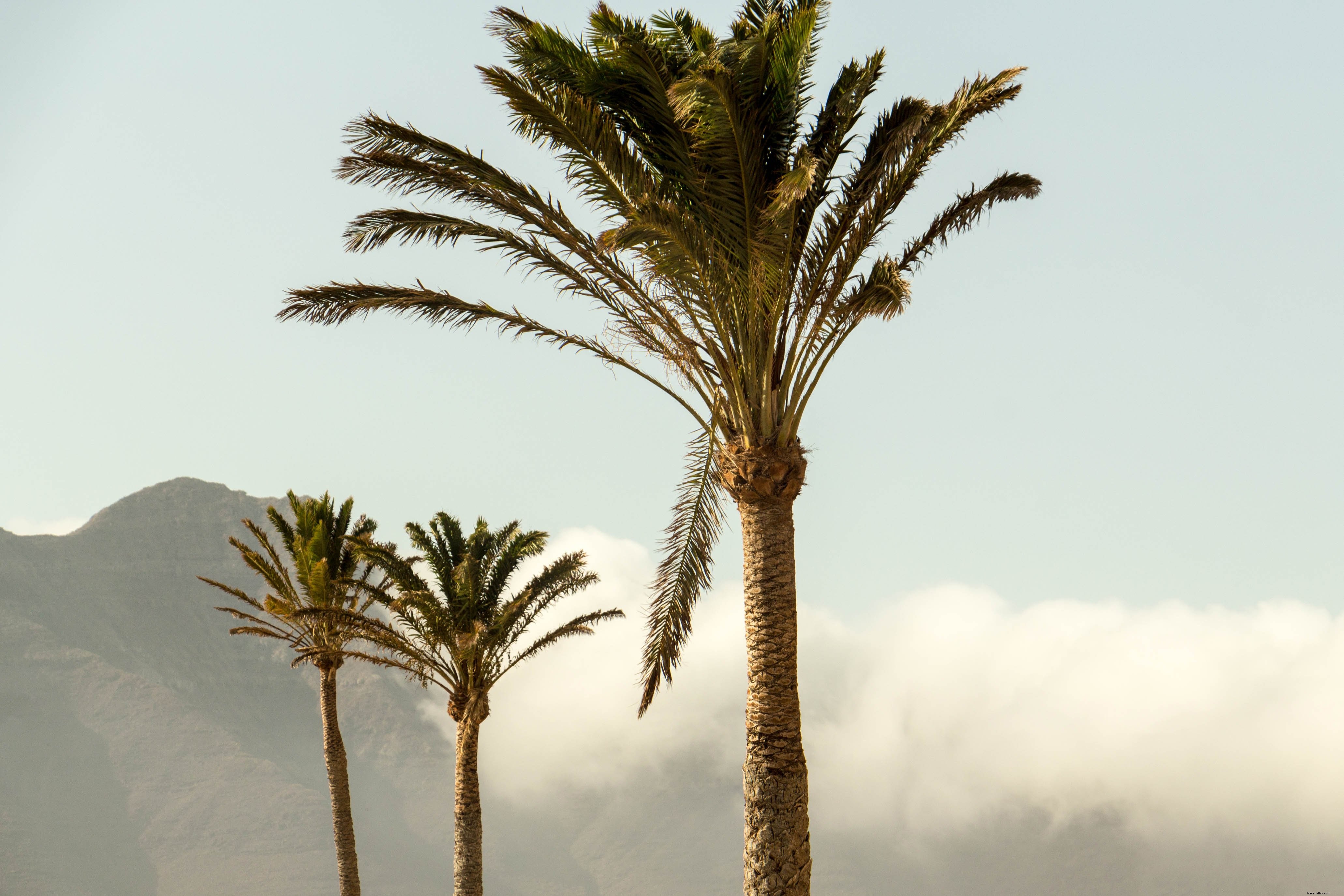 De grands palmiers sur la photo au sommet de la montagne