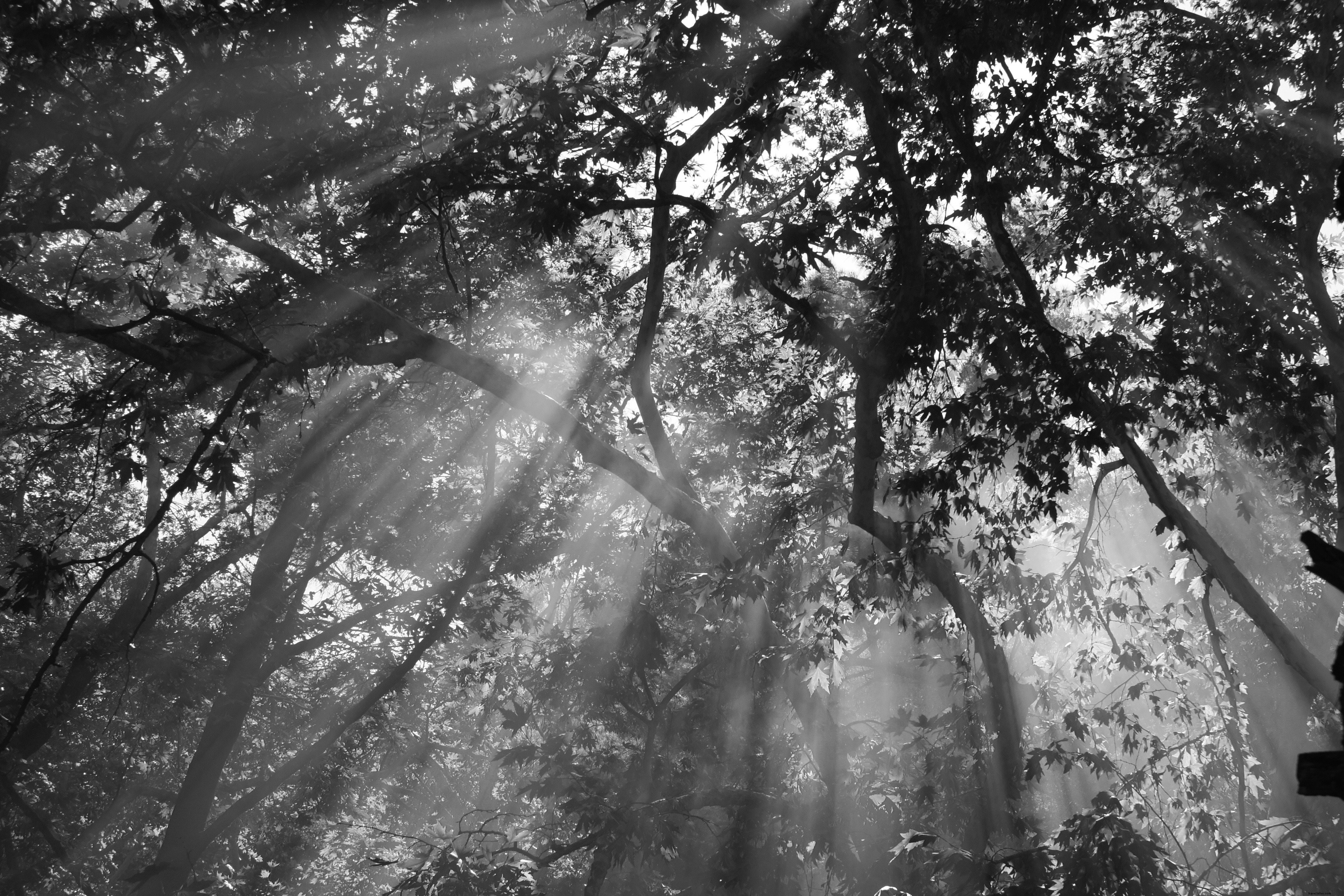 La luz del sol fluye a través de la foto de los árboles