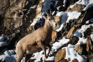 シロイワヤギが雪の斜面をよじ登る写真