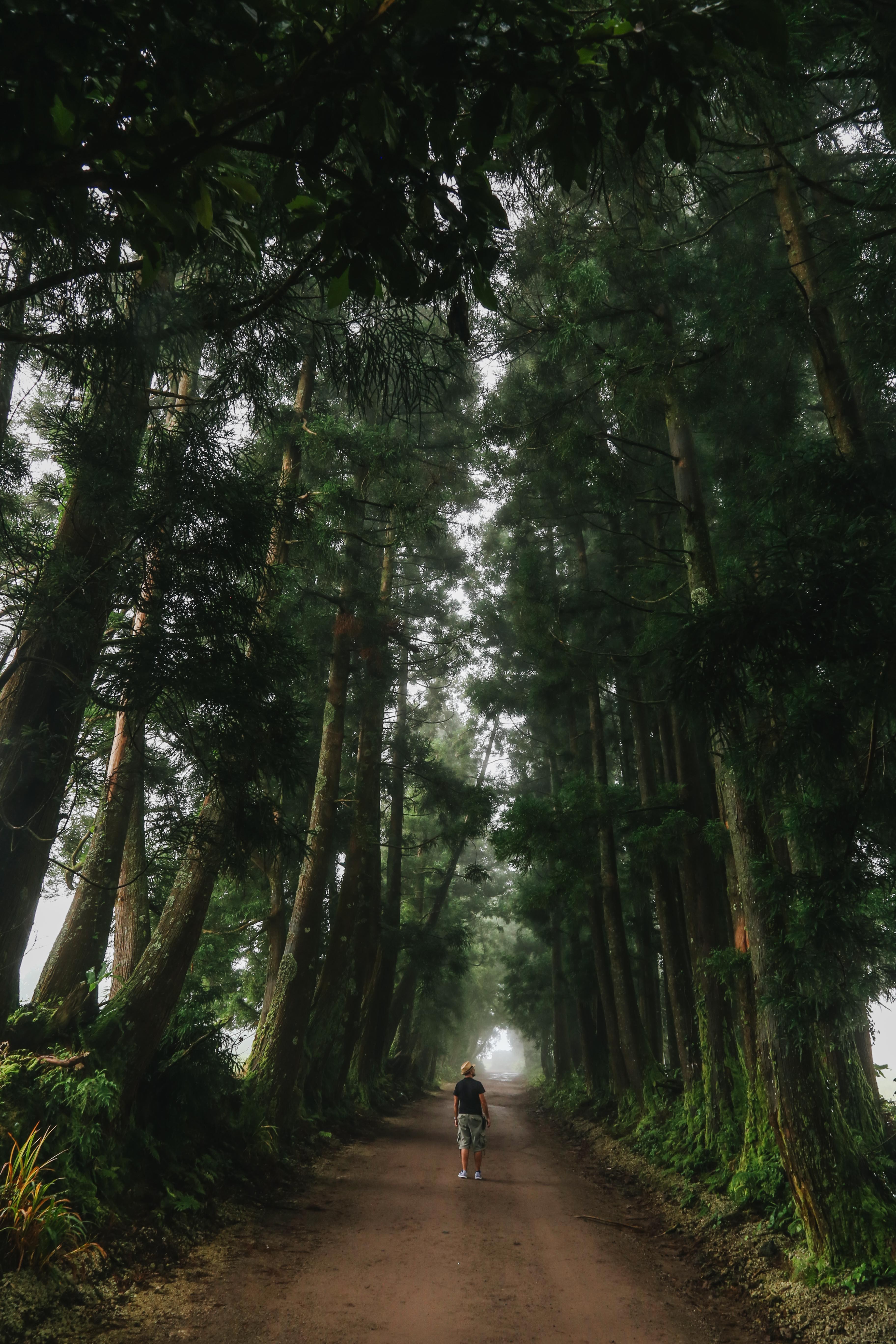 Foto Orang Terlihat Kecil Di Antara Pohon Tinggi