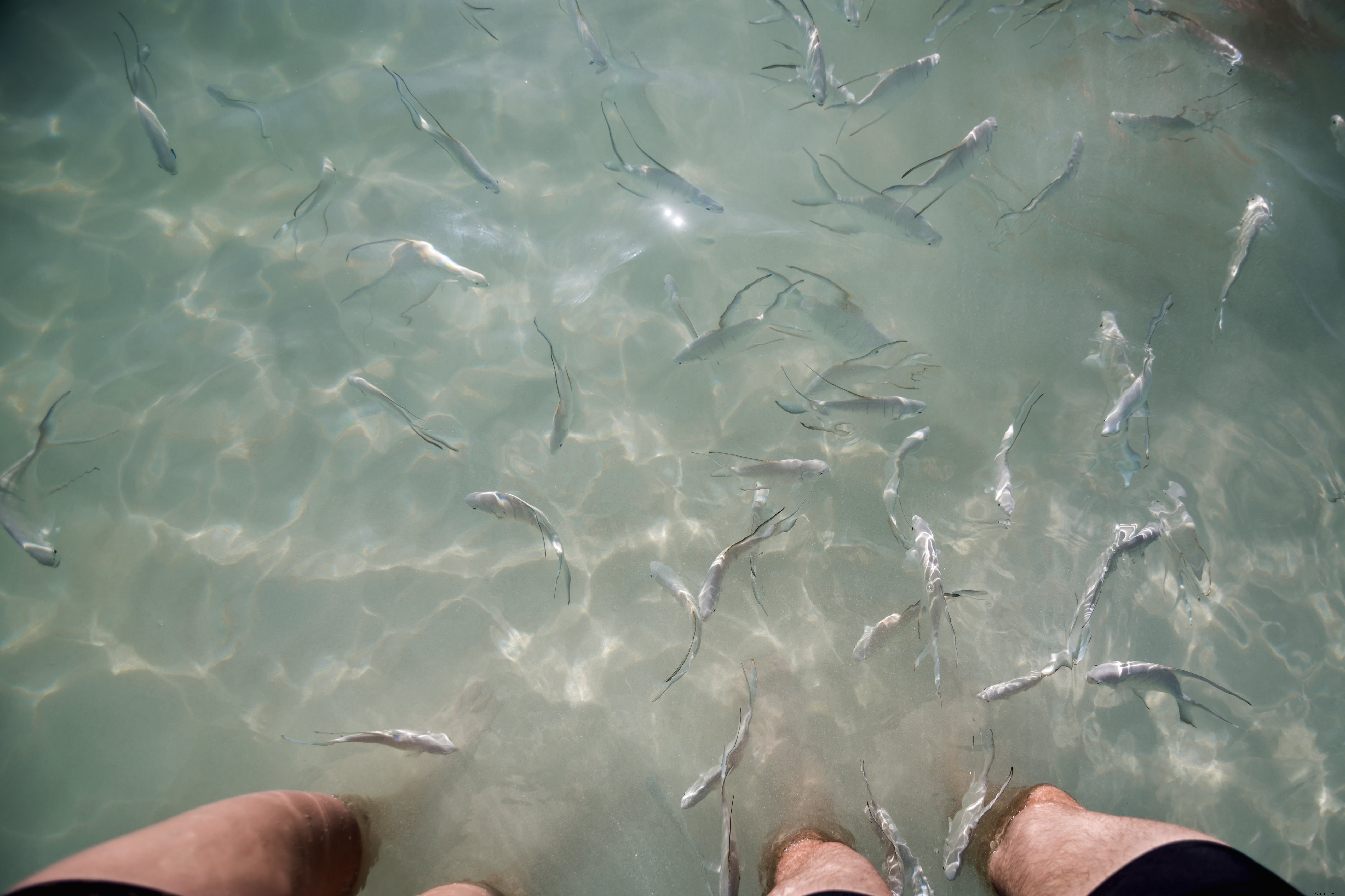 Foto de peixe na água por pernas