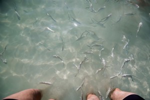 Poisson dans l eau par photo de pattes