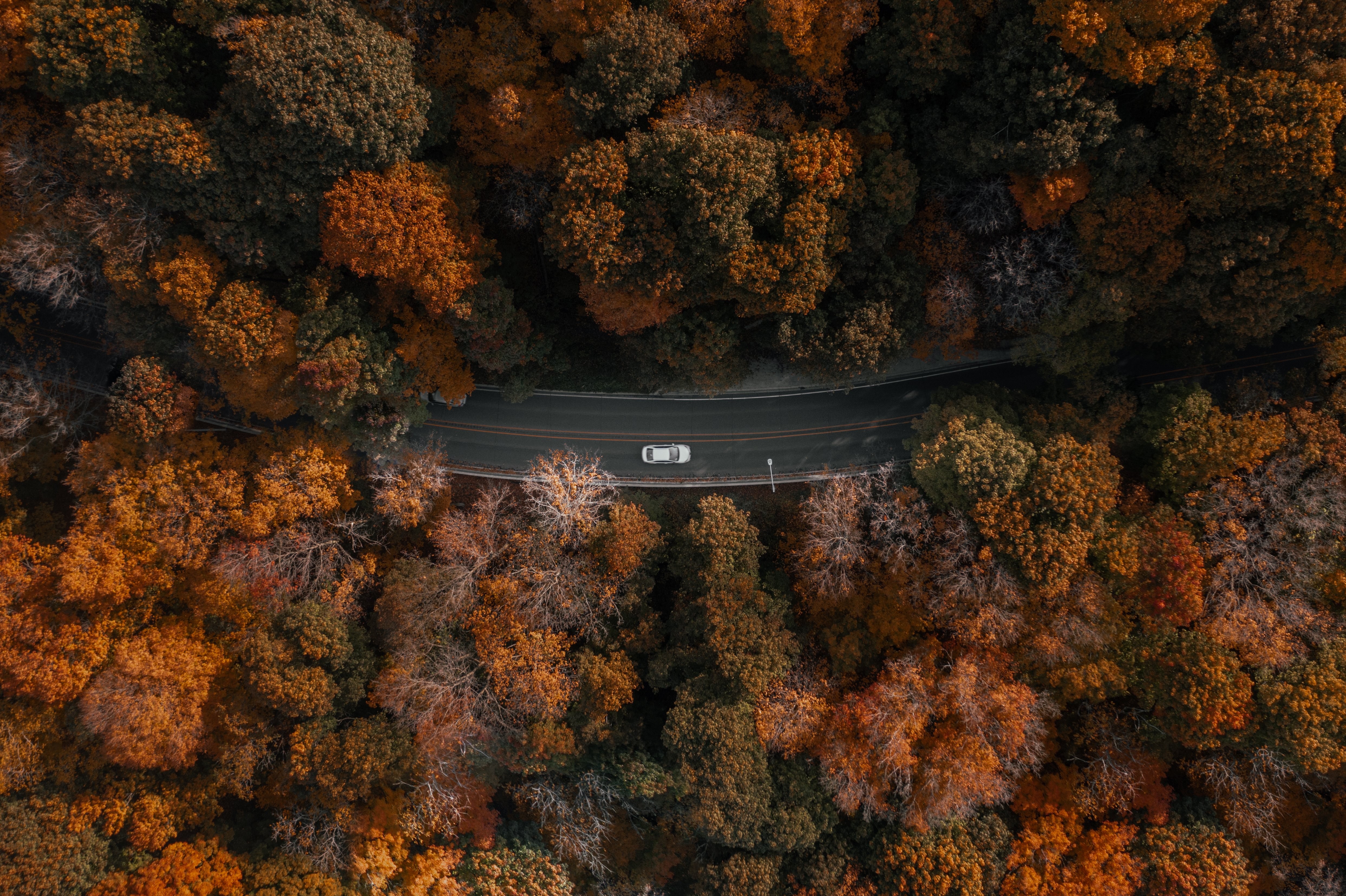 Voiture centrée à travers la forêt Photo