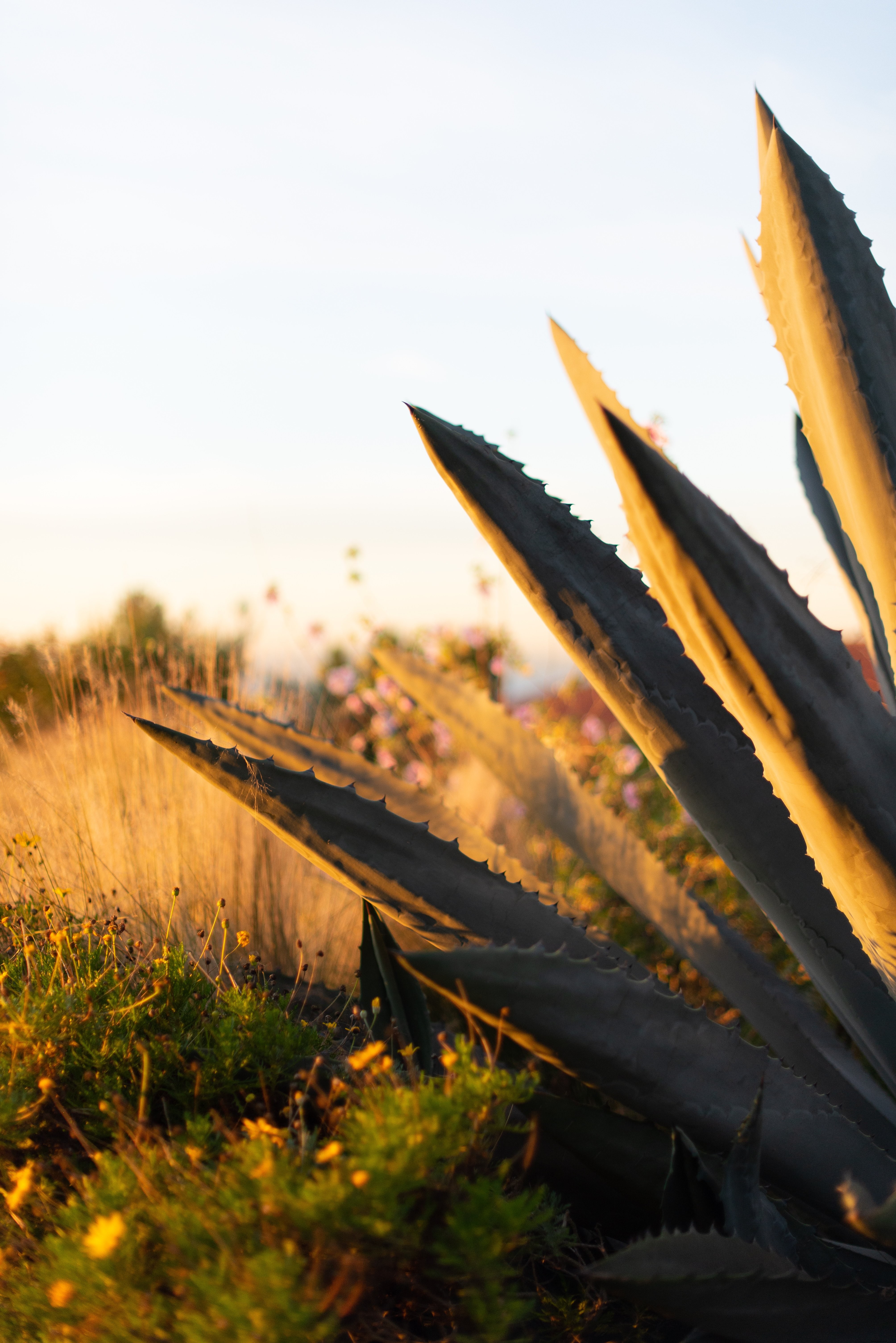 Les plantes profitent de la lumière du soleil dans une photo en plein champ