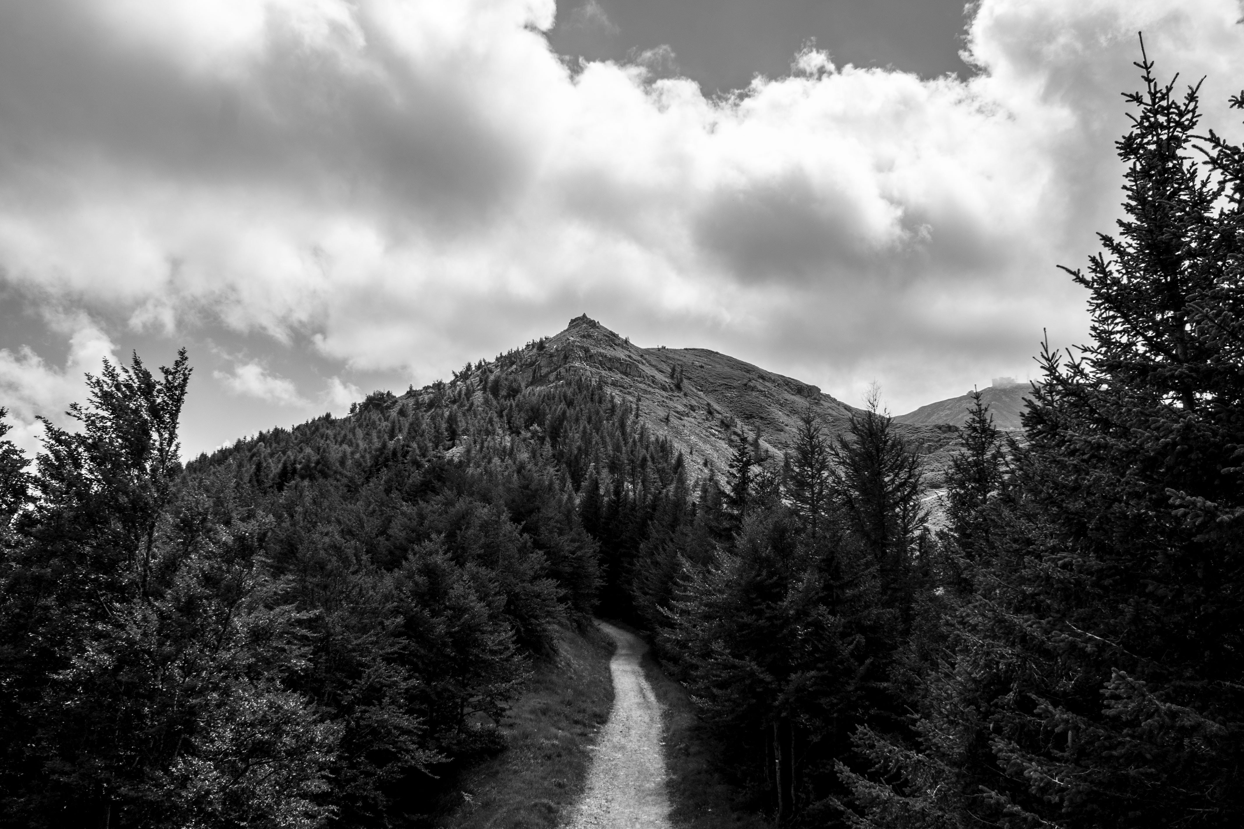Foto de camino de montaña a la cumbre bordeada de árboles